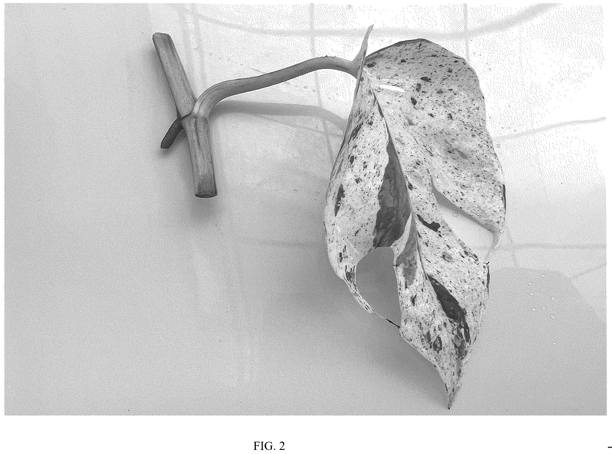 Patent USPP037073 Figure 2 – Epipremnum plant named ‘Cla20241218’