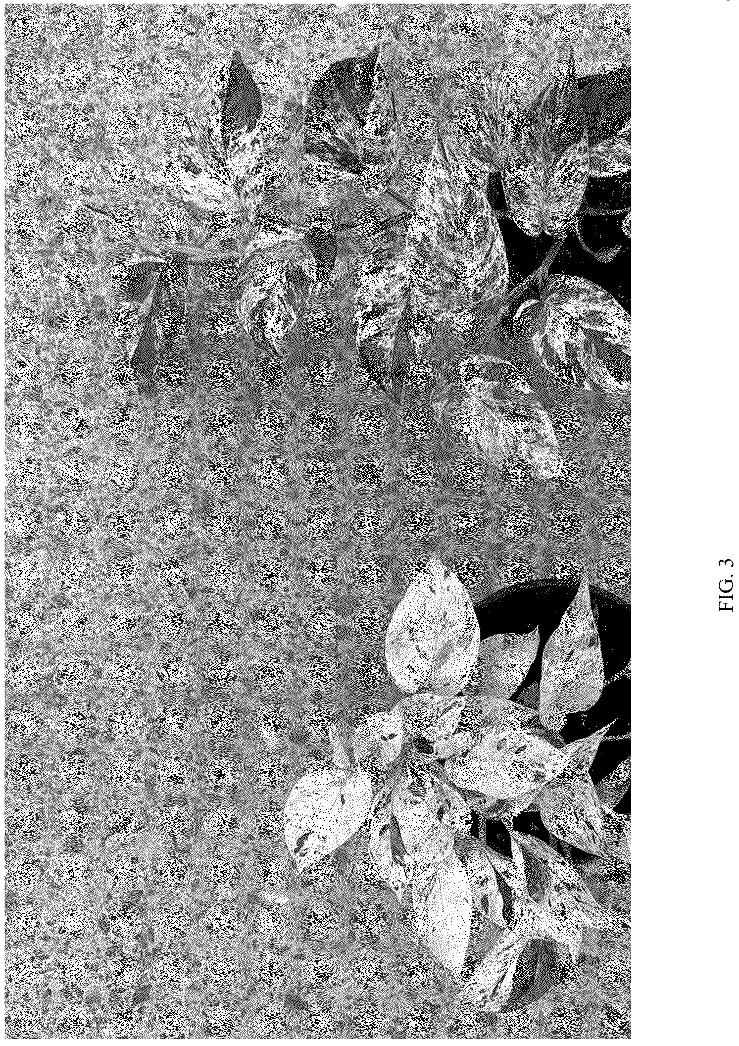 Patent USPP037073 Figure 3 – Epipremnum plant named ‘Cla20241218’