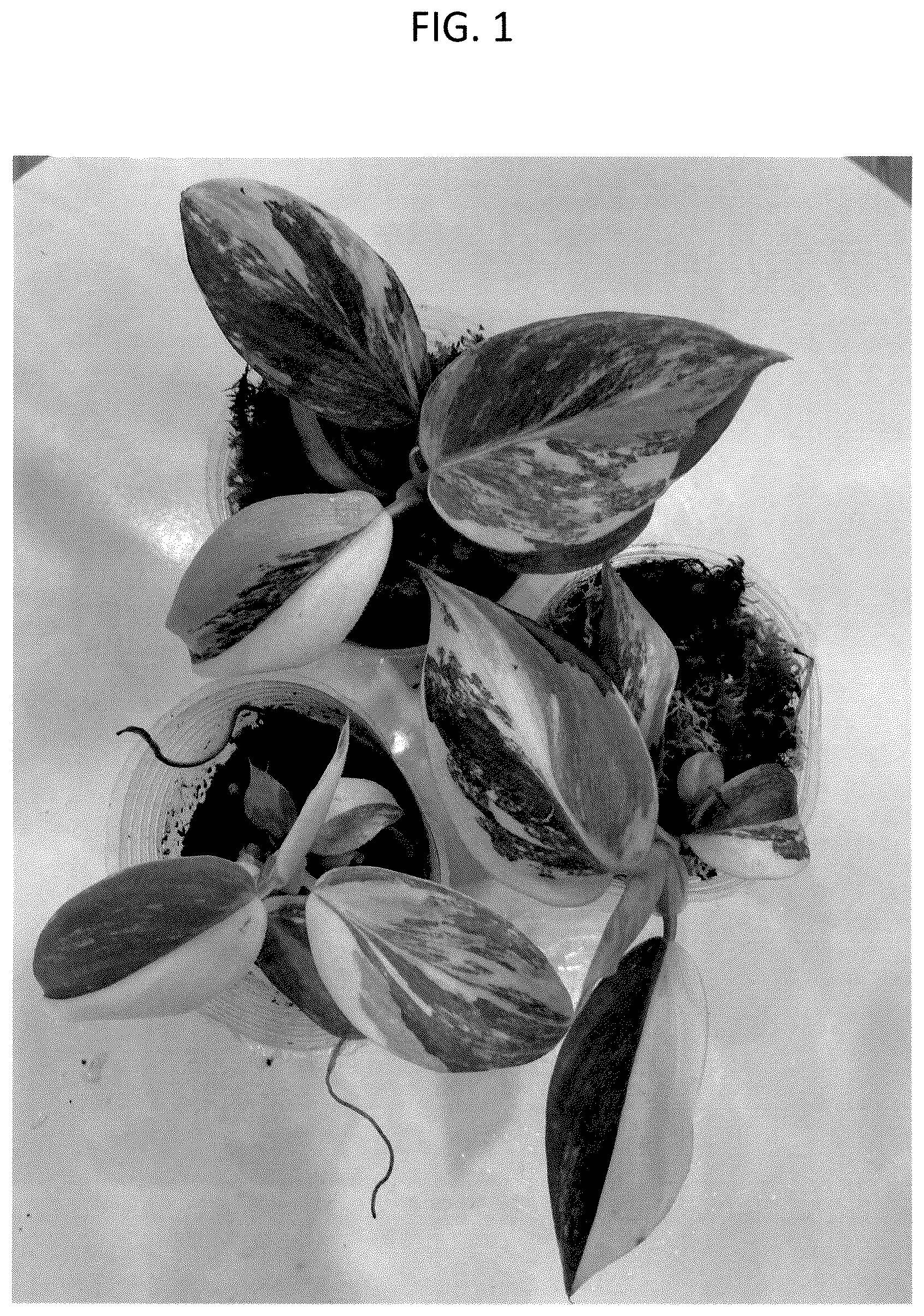 Patent USPP037074 Figure 1 – Philodendron plant named ‘HUTAPD75’