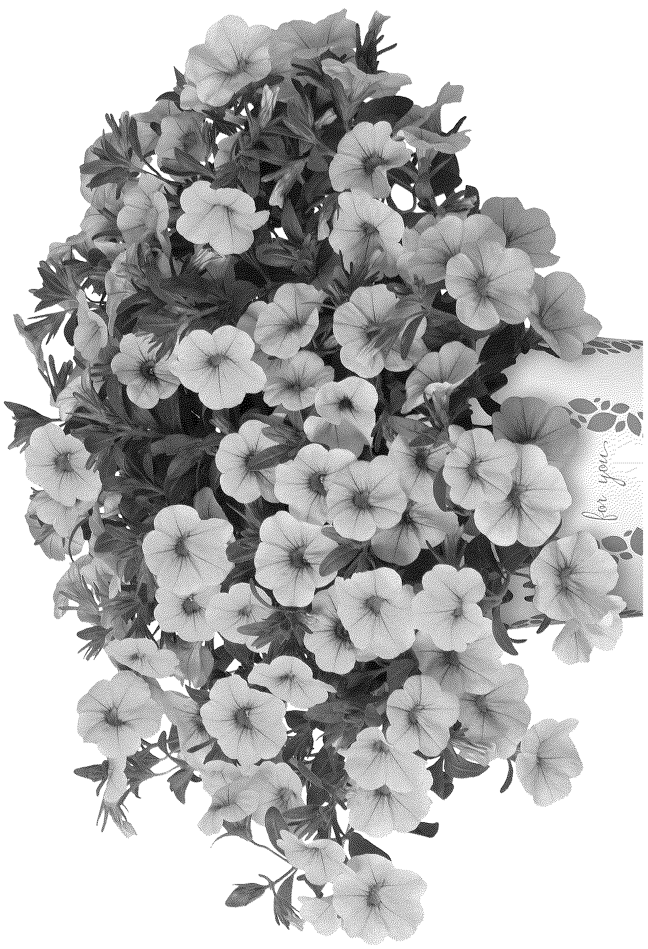 Patent USPP037075 Figure 1 – Calibrachoa plant named ‘Docalalhoco 25’