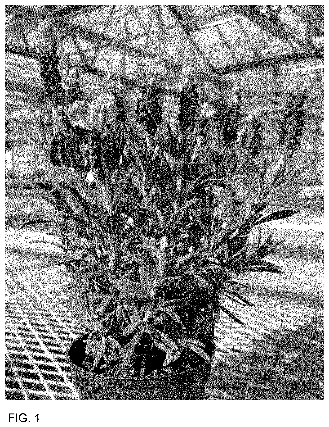 Patent USPP037076 Figure 1 – Lavandula plant named ‘Anouk Deluxe 201909’