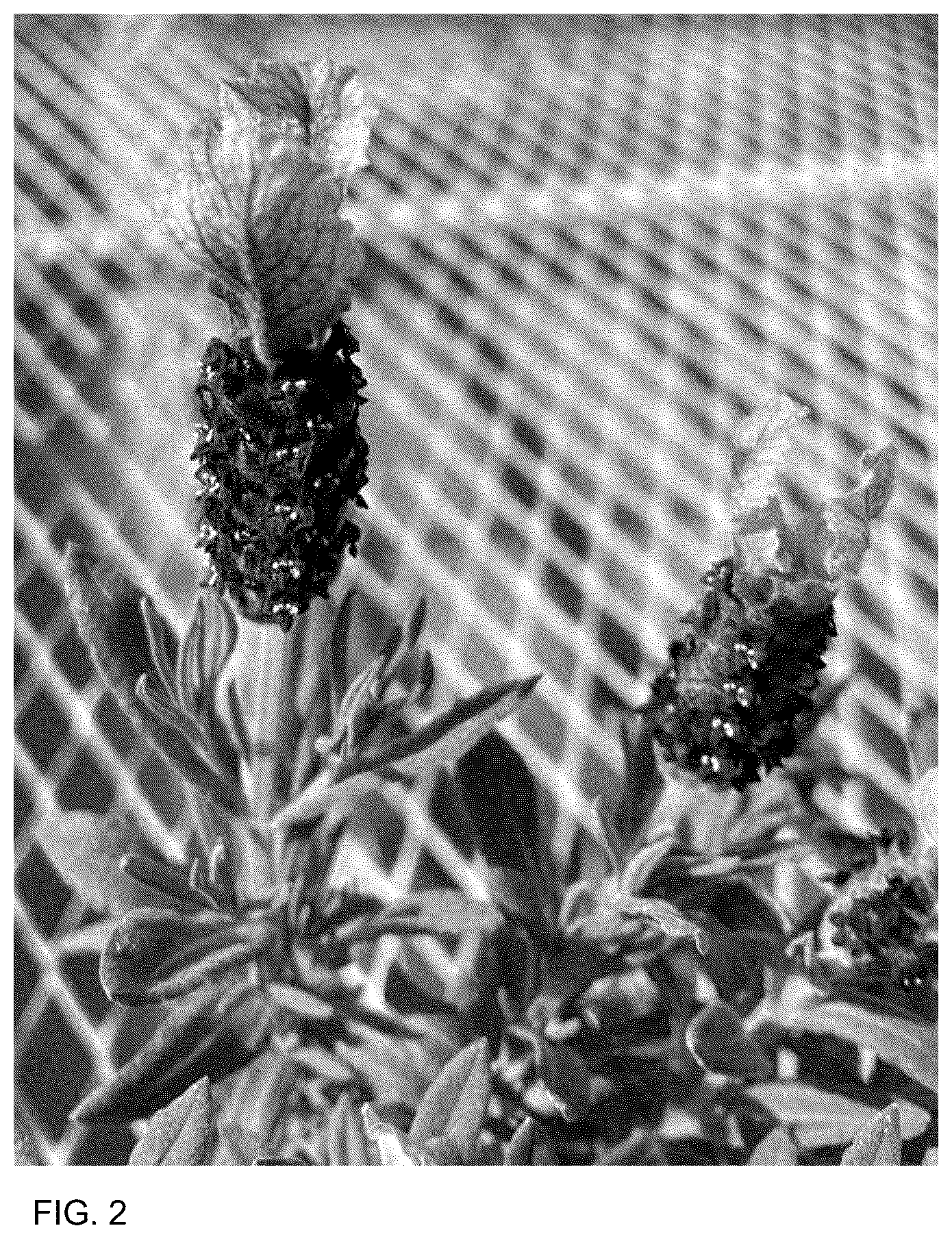 Patent USPP037076 Figure 2 – Lavandula plant named ‘Anouk Deluxe 201909’