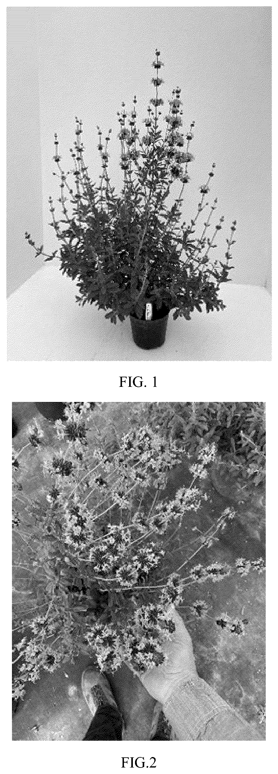 Patent USPP037077 Figure 1 – Salvia plant named ‘DH003’