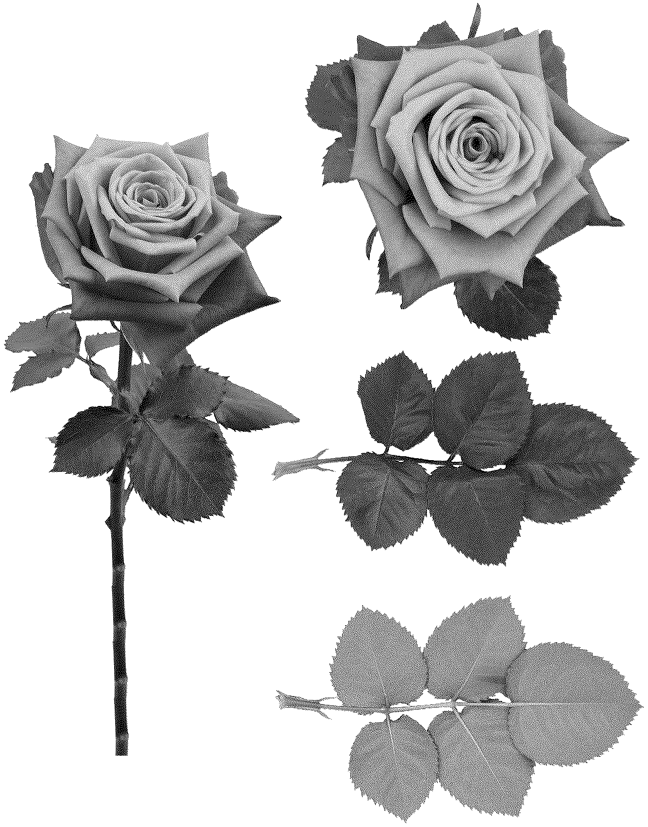 Patent USPP037078 Figure 1 – Rosa plant named ‘ESM R896’