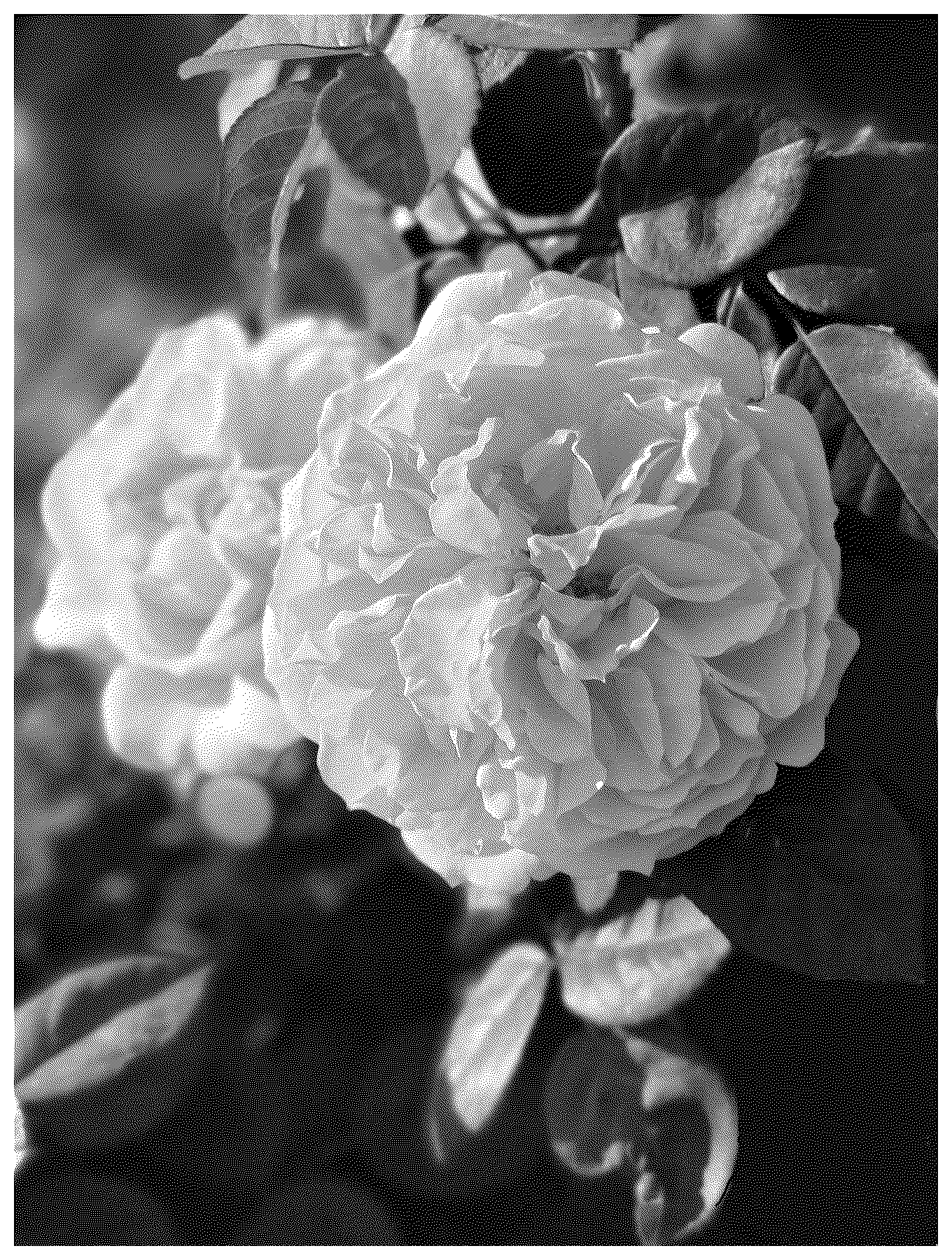 Patent USPP037079 Figure 1 – Climbing rose plant named ‘ALTenglanda’