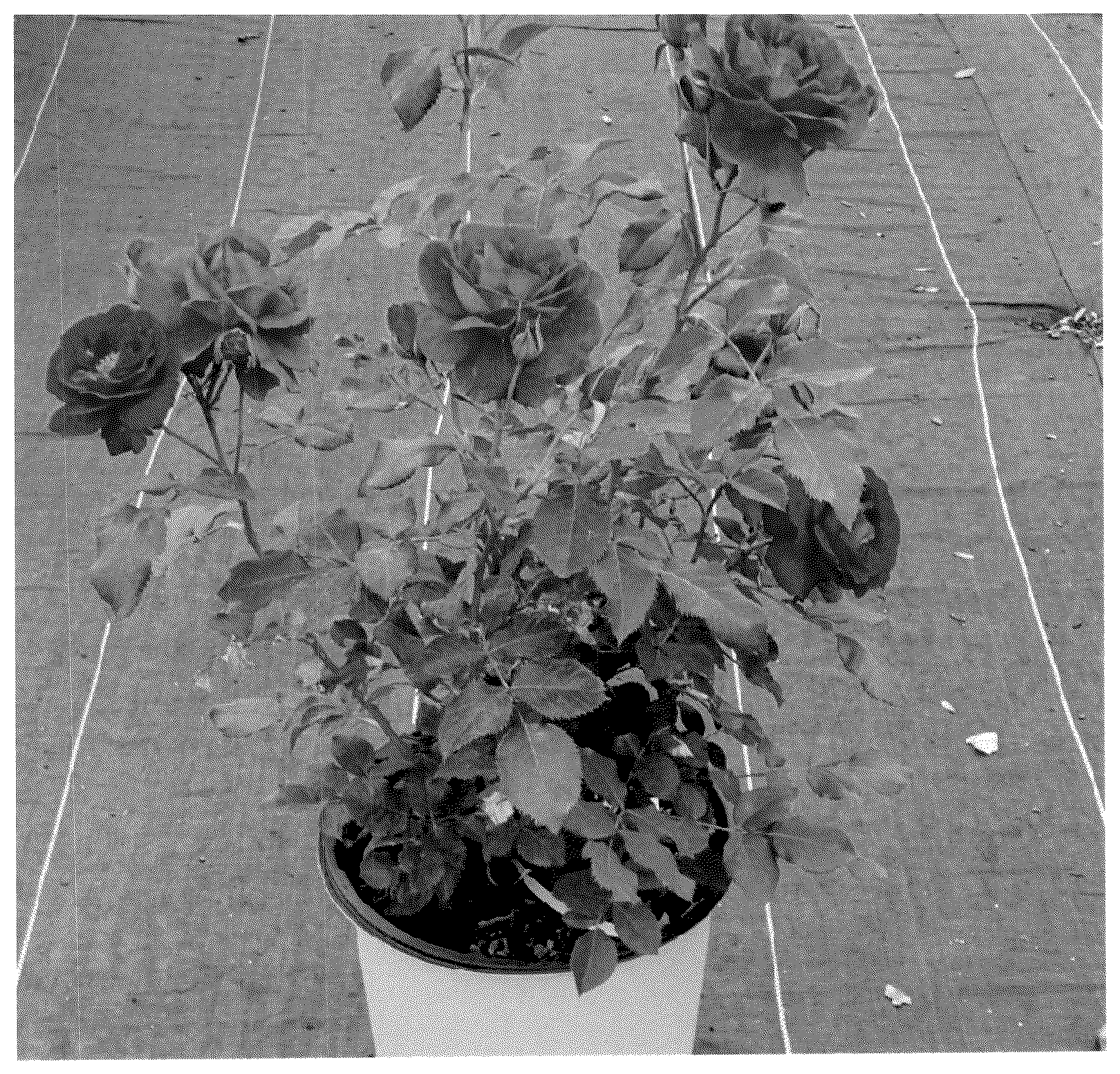 Patent USPP037080 Figure 1 – Floribunda rose plant named ‘Meiscouby’