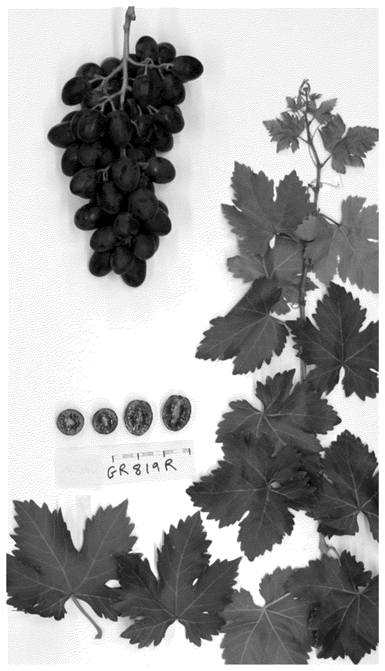 Patent USPP037081 Figure 1 – Grapevine plant named ‘SUGRA70’