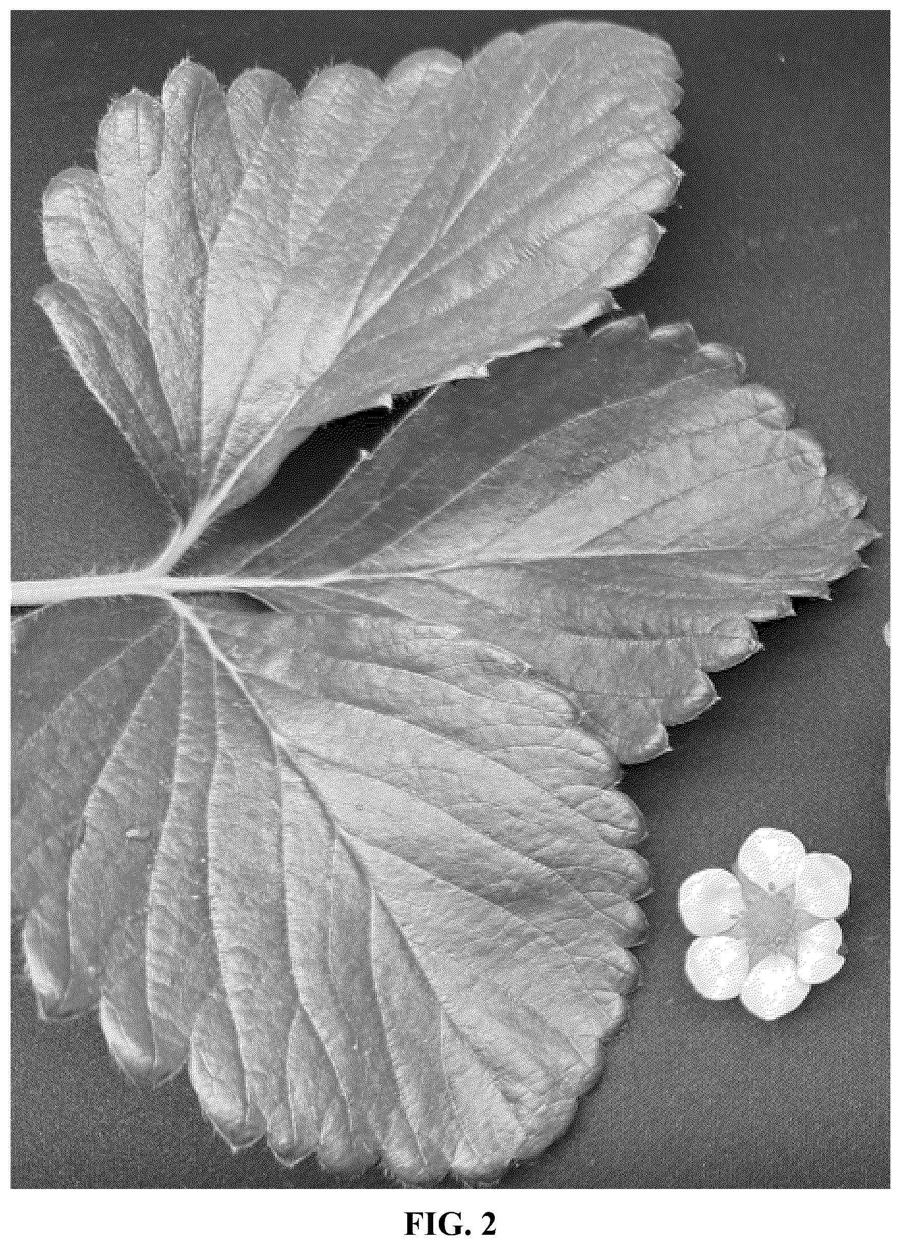 Patent USPP037082 Figure 2 – Strawberry plant variety named ‘Gold Berry’