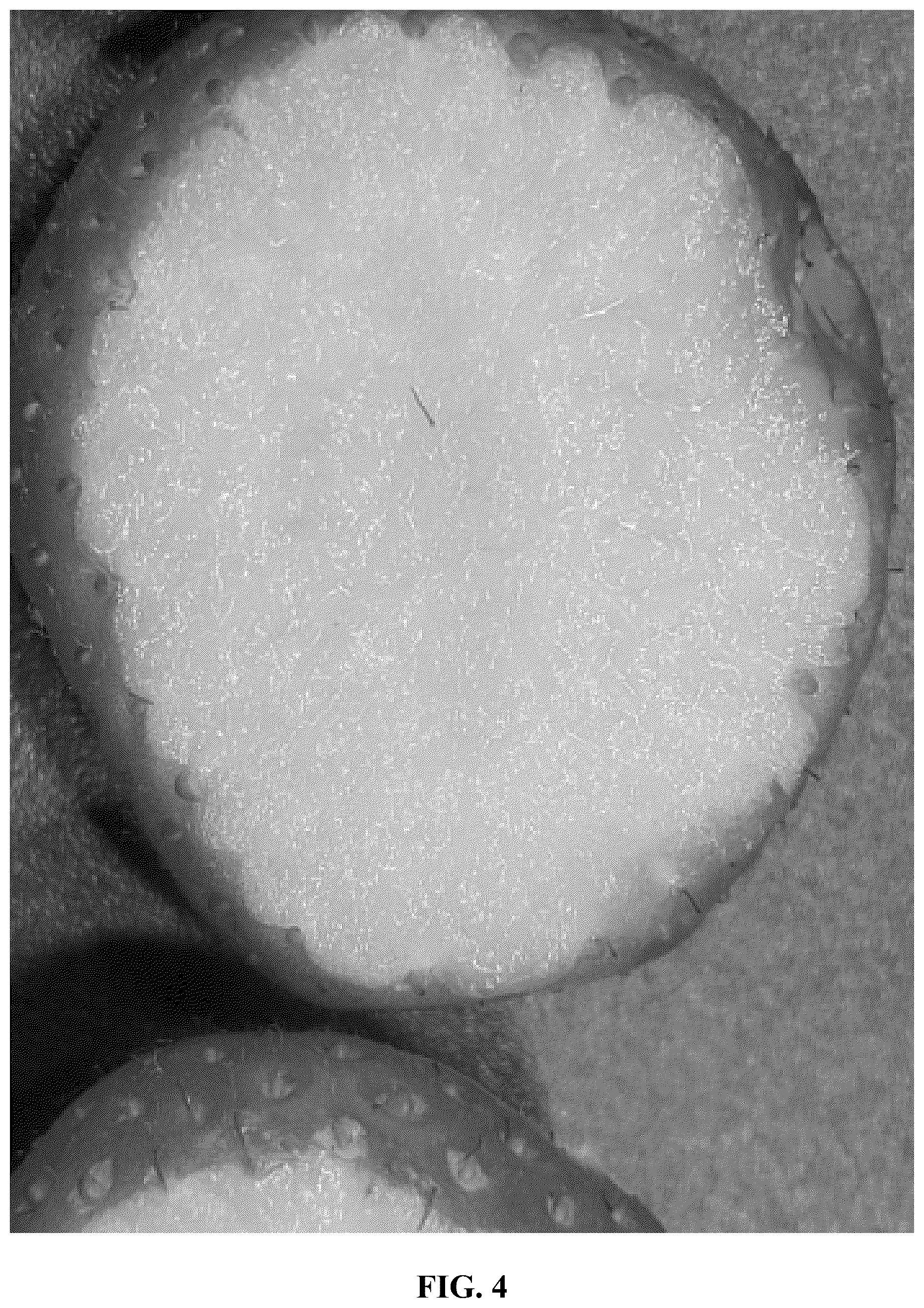 Patent USPP037082 Figure 4 – Strawberry plant variety named ‘Gold Berry’