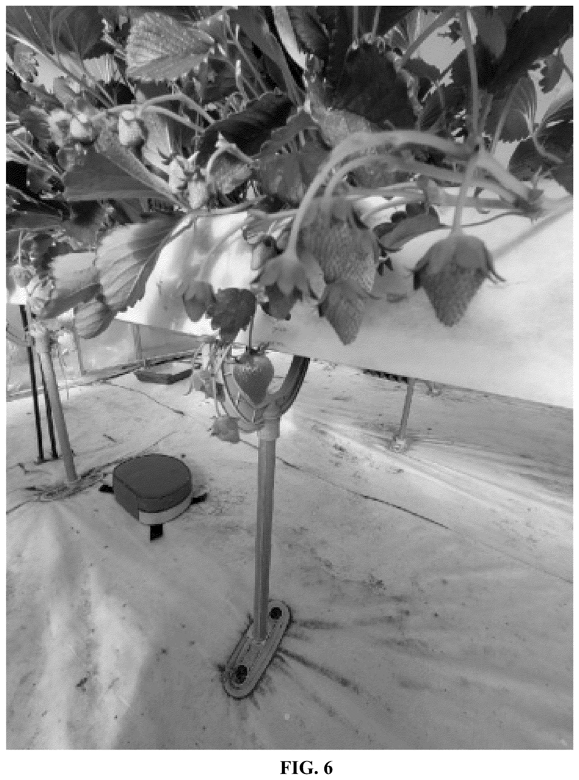 Patent USPP037082 Figure 6 – Strawberry plant variety named ‘Gold Berry’