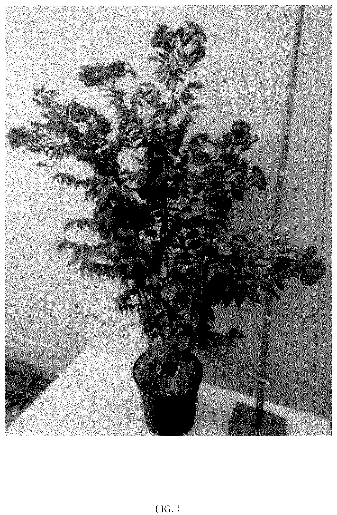 Patent USPP037083 Figure 1 – Campsis plant named ‘MINCAMROUG13’