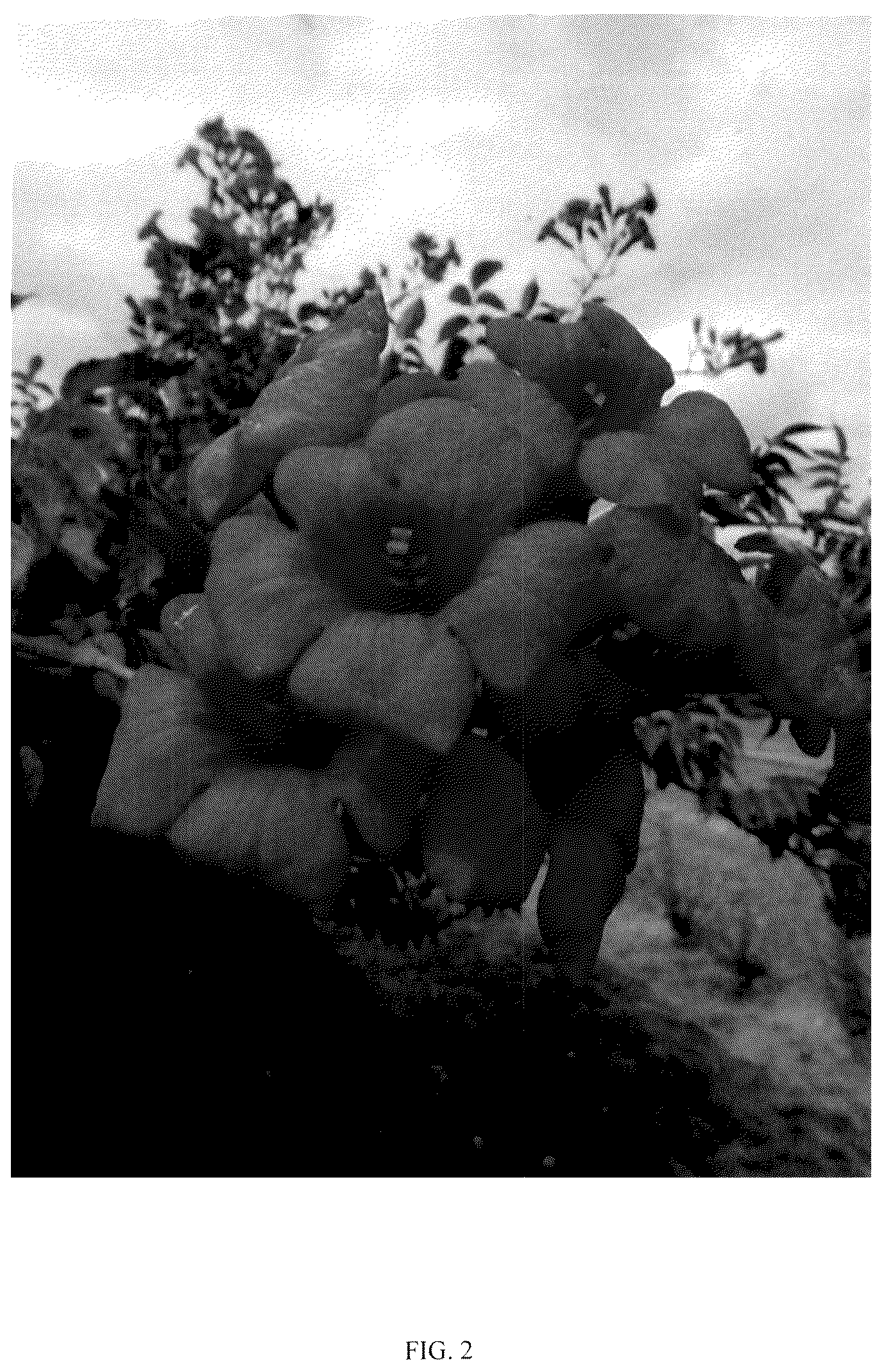 Patent USPP037083 Figure 2 – Campsis plant named ‘MINCAMROUG13’