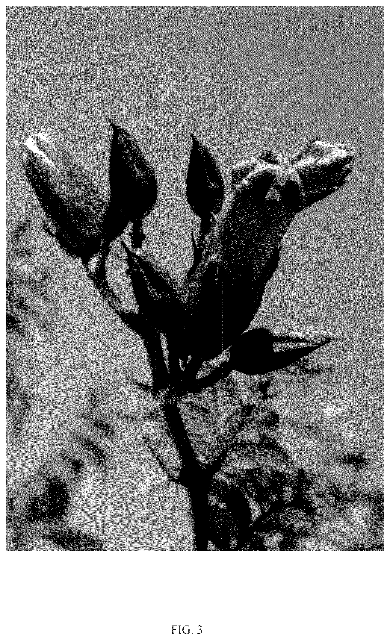 Patent USPP037083 Figure 3 – Campsis plant named ‘MINCAMROUG13’