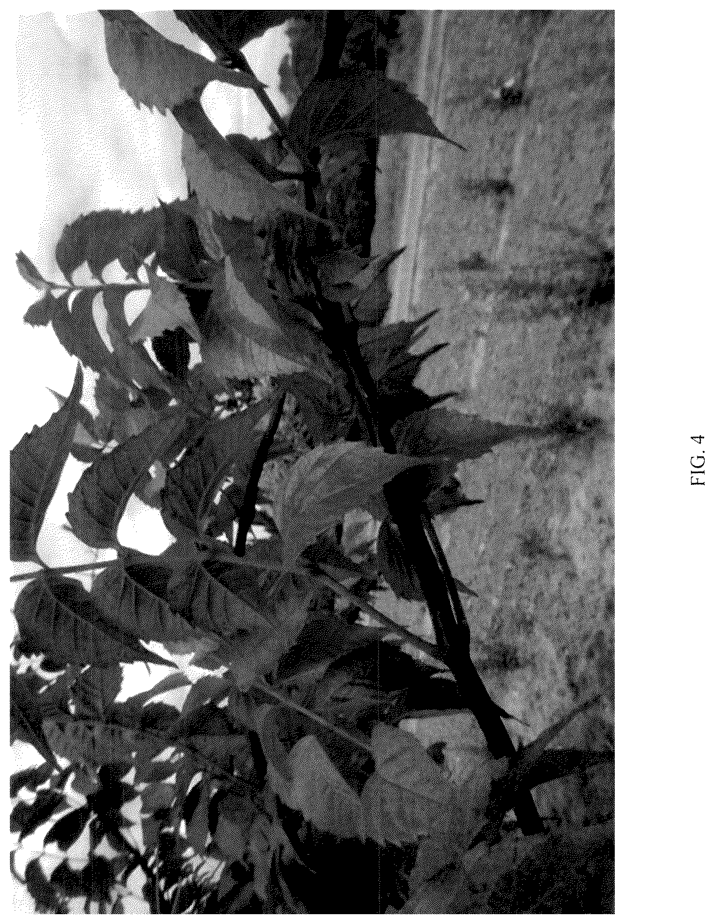 Patent USPP037083 Figure 4 – Campsis plant named ‘MINCAMROUG13’