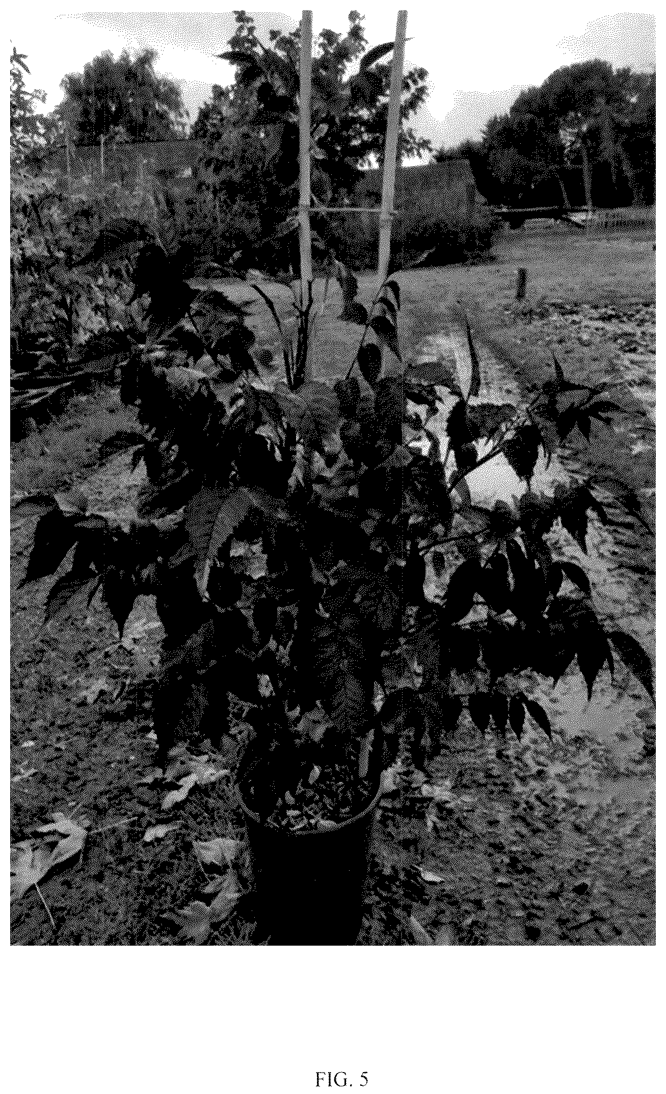 Patent USPP037083 Figure 5 – Campsis plant named ‘MINCAMROUG13’