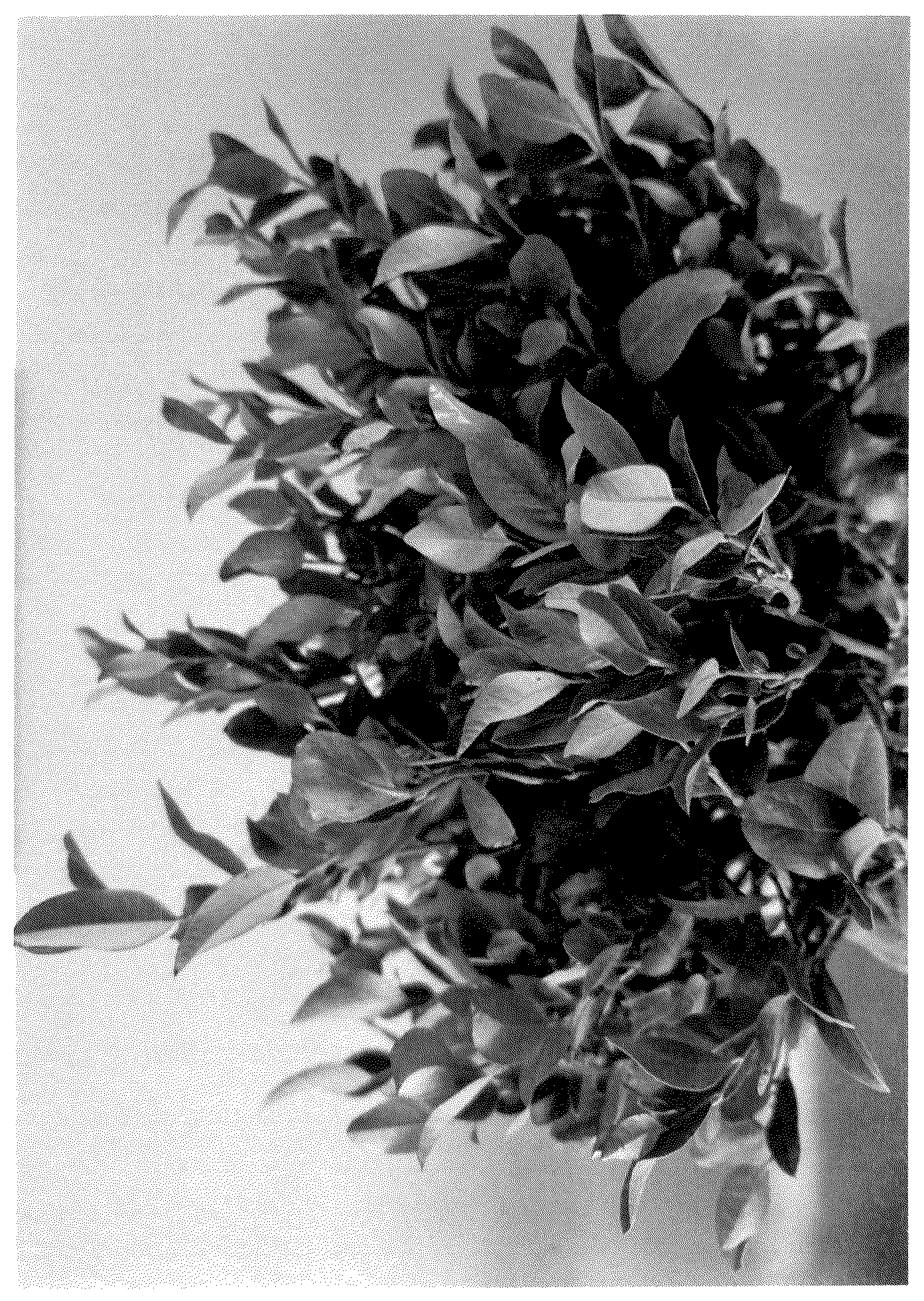 Patent USPP037084 Figure 1 – Leucothoe plant named ‘BLLE01’
