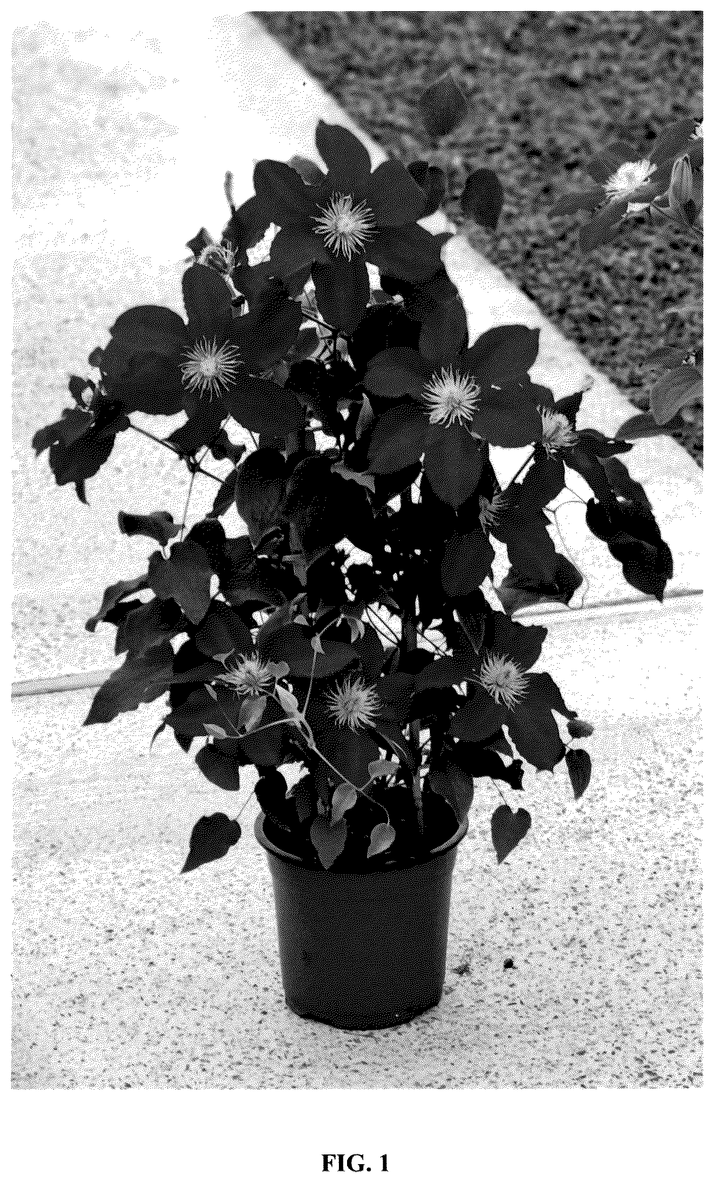 Patent USPP037085 Figure 1 – Clematis plant named ‘EviGsy154’