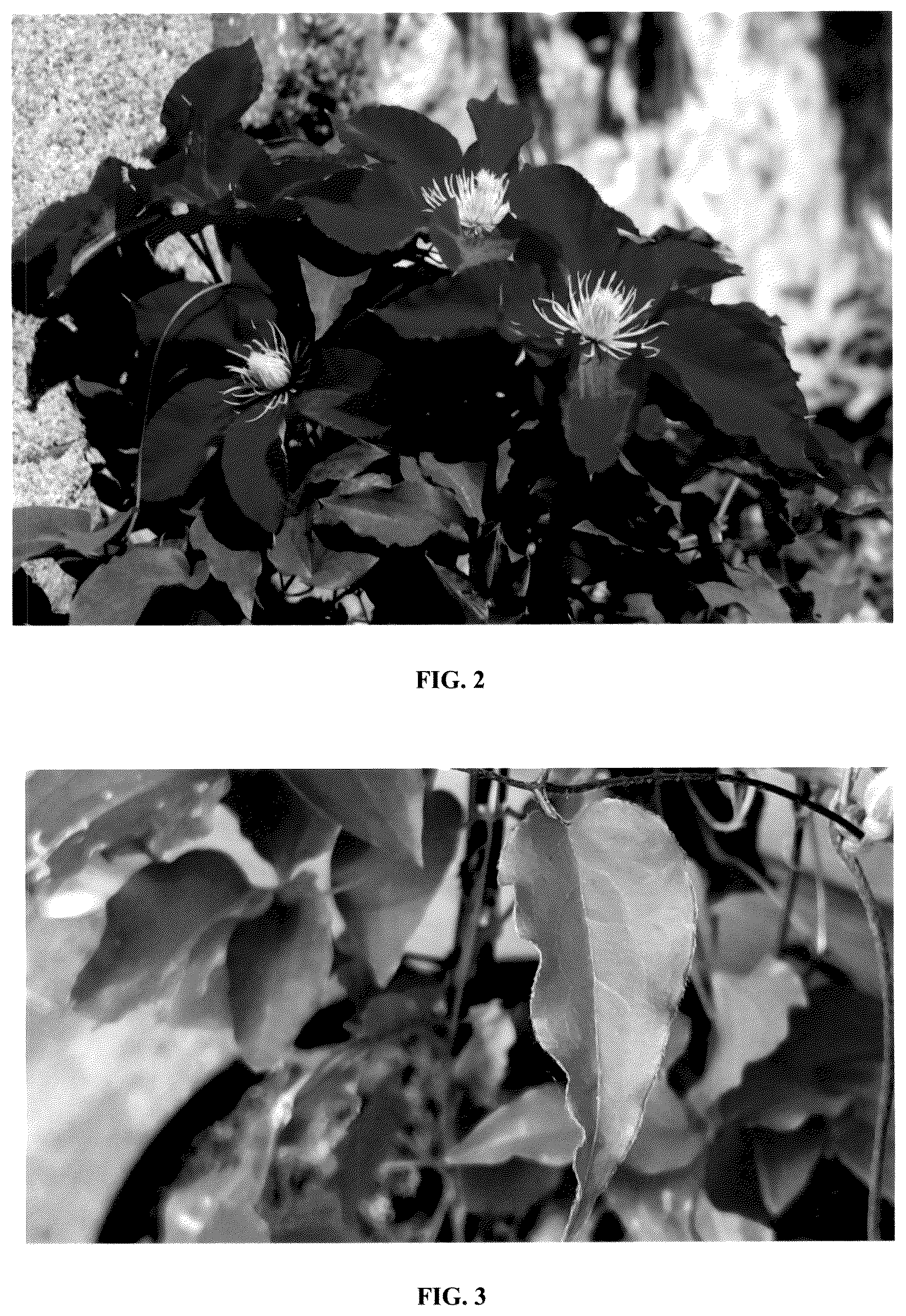 Patent USPP037085 Figure 2 – Clematis plant named ‘EviGsy154’