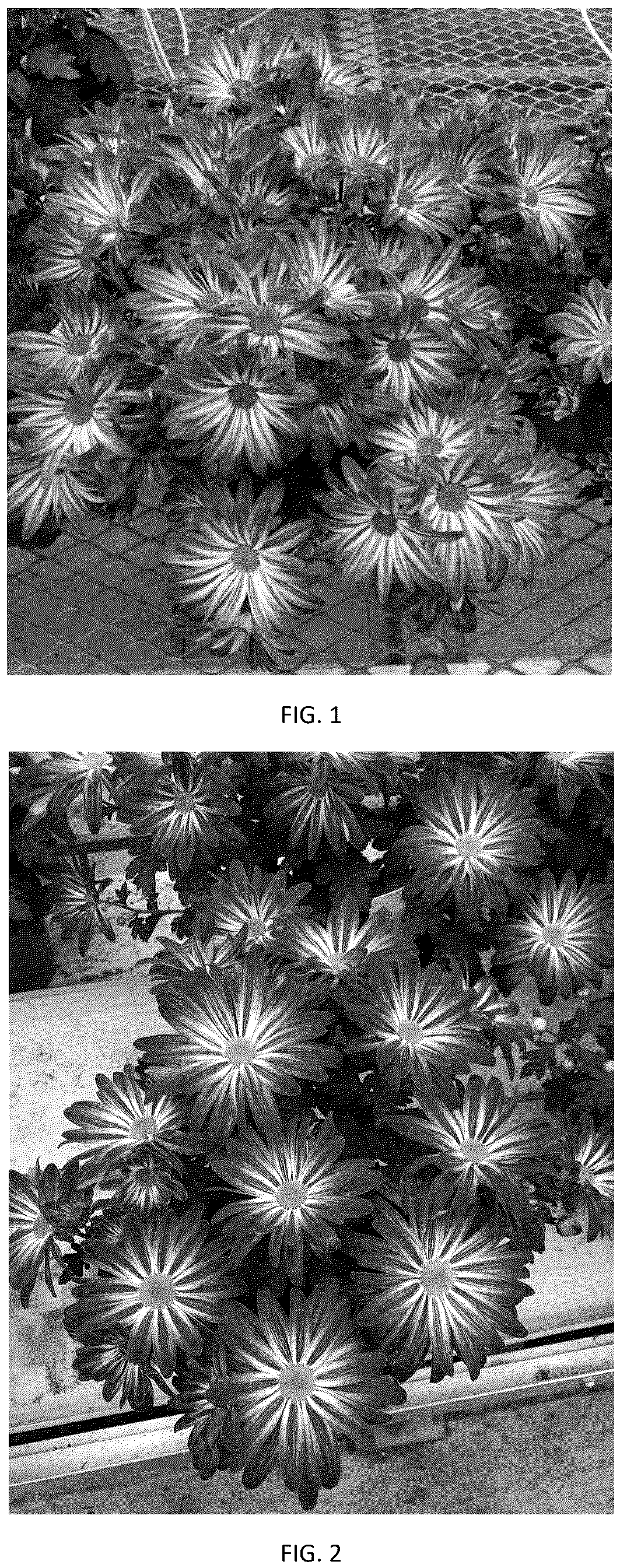 Patent USPP037086 Figure 1 – Chrysanthemum plant named ‘CIFZ0119’