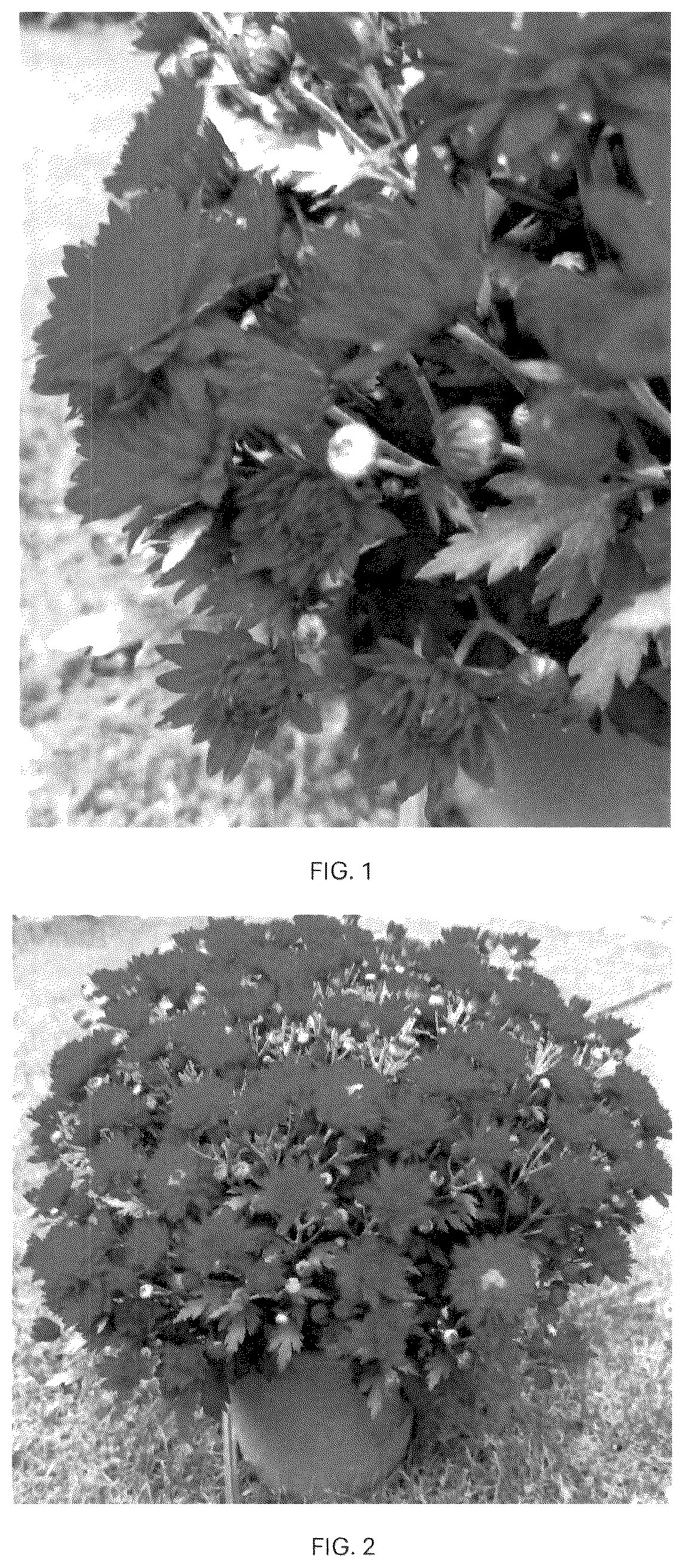 Patent USPP037087 Figure 1 – Chrysanthemum plant named ‘CIFZ0114’