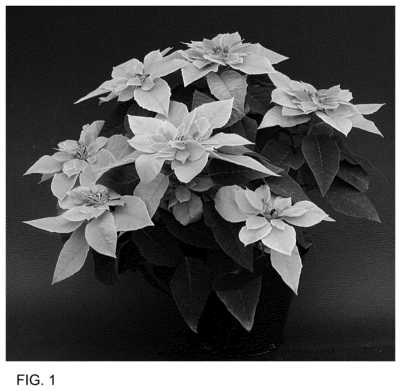 Patent USPP037088 Figure 1 – Euphorbia plant named ‘BONPRI 16P5’