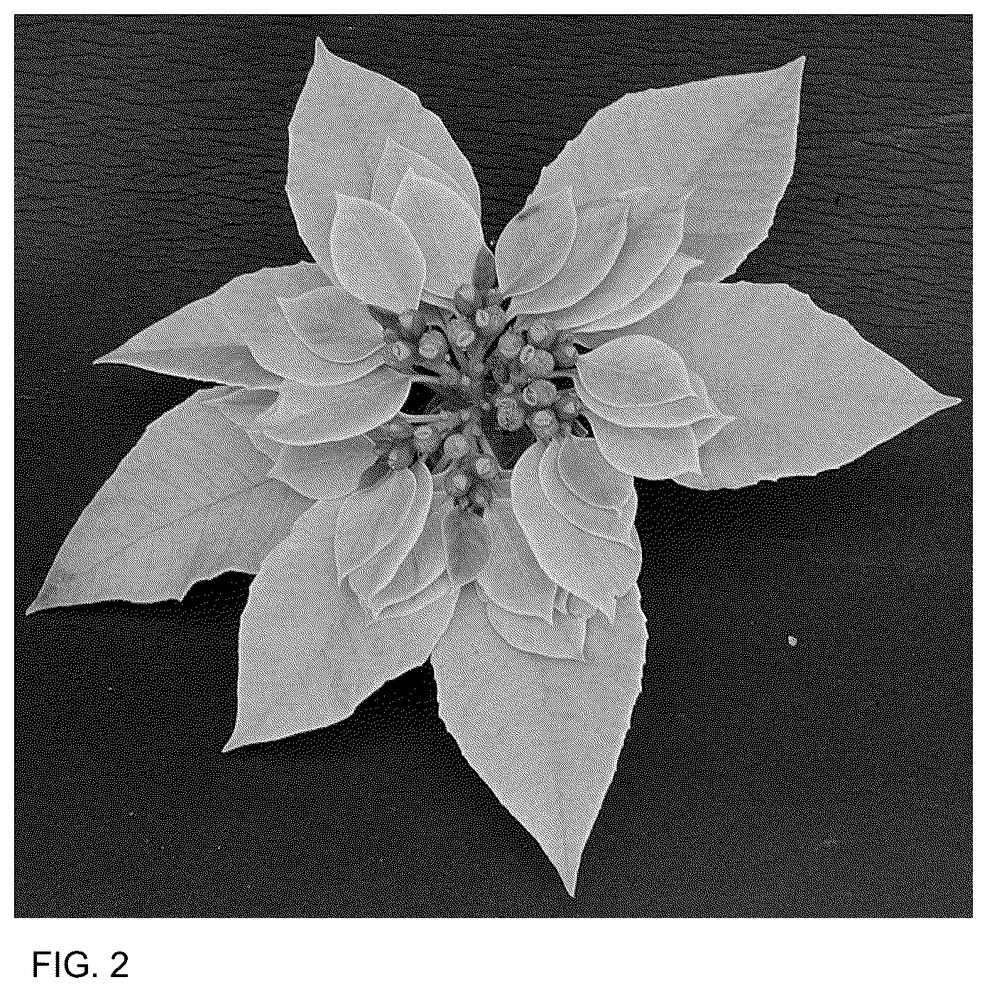 Patent USPP037088 Figure 2 – Euphorbia plant named ‘BONPRI 16P5’