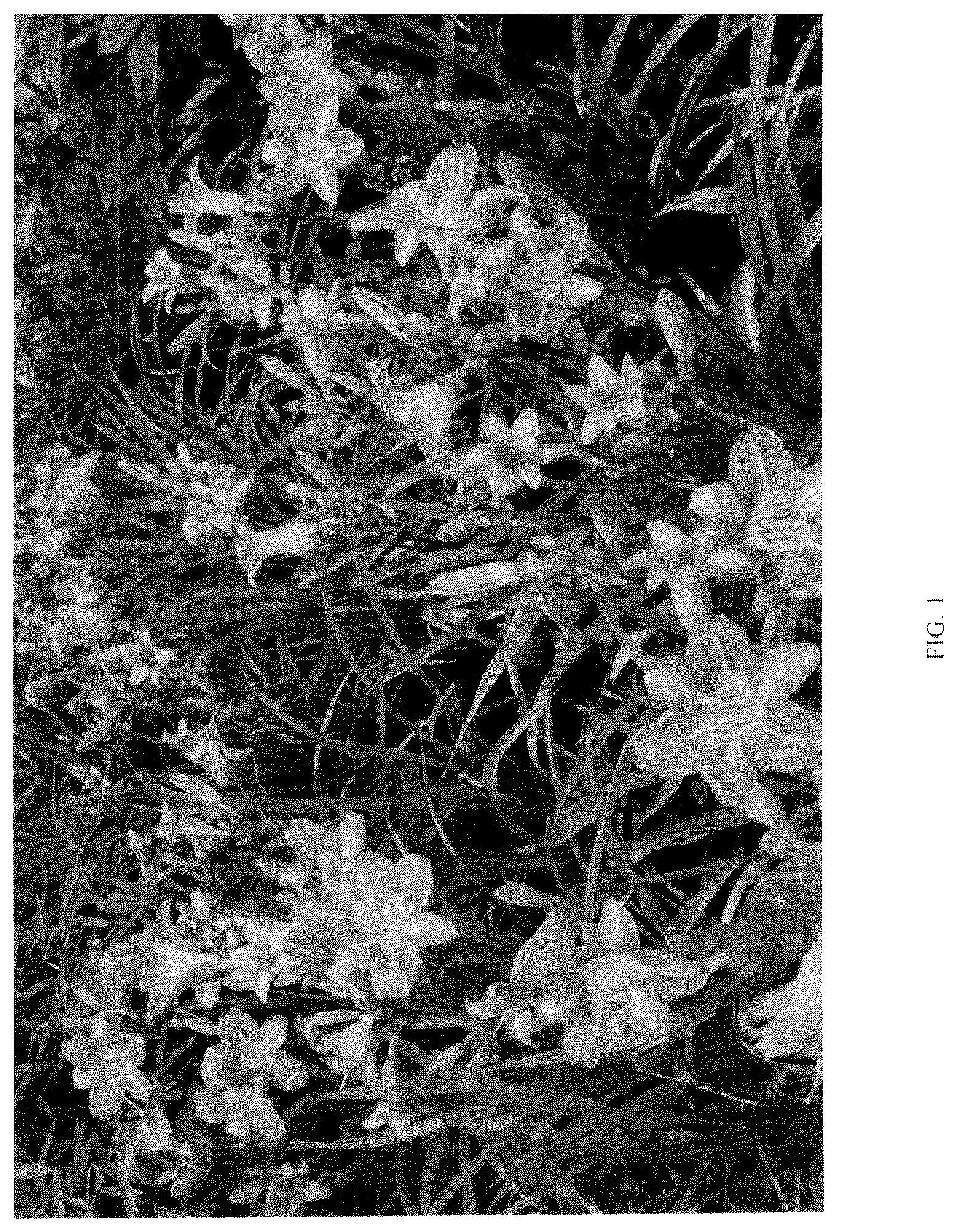 Patent USPP037089 Figure 1 – Hemerocallis plant named ‘G221407’