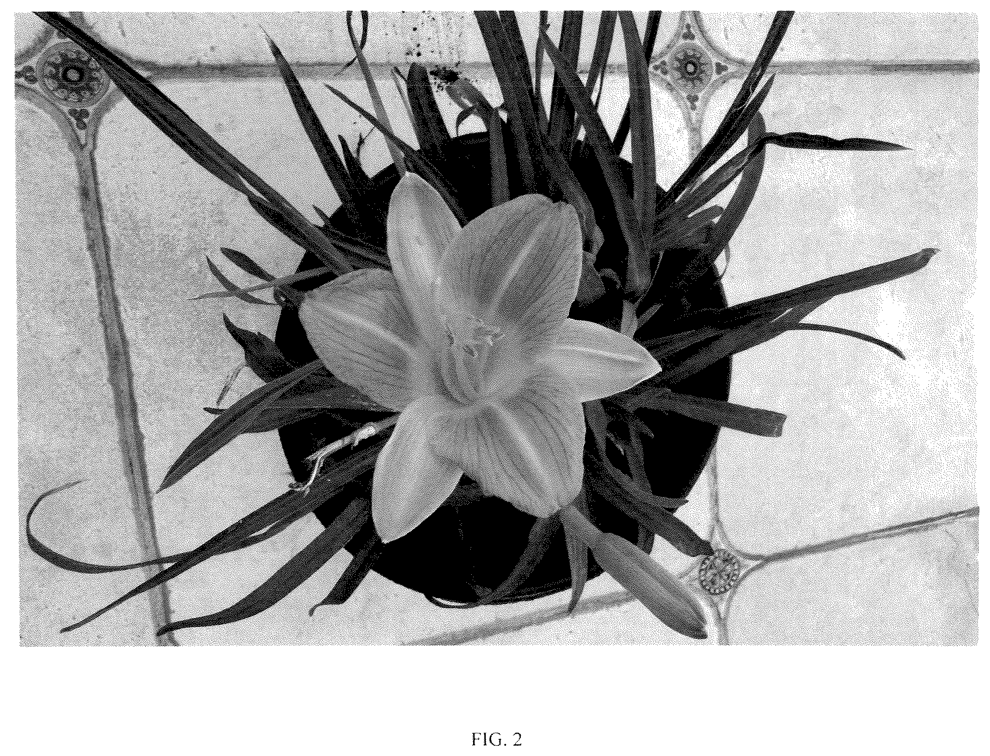 Patent USPP037089 Figure 2 – Hemerocallis plant named ‘G221407’