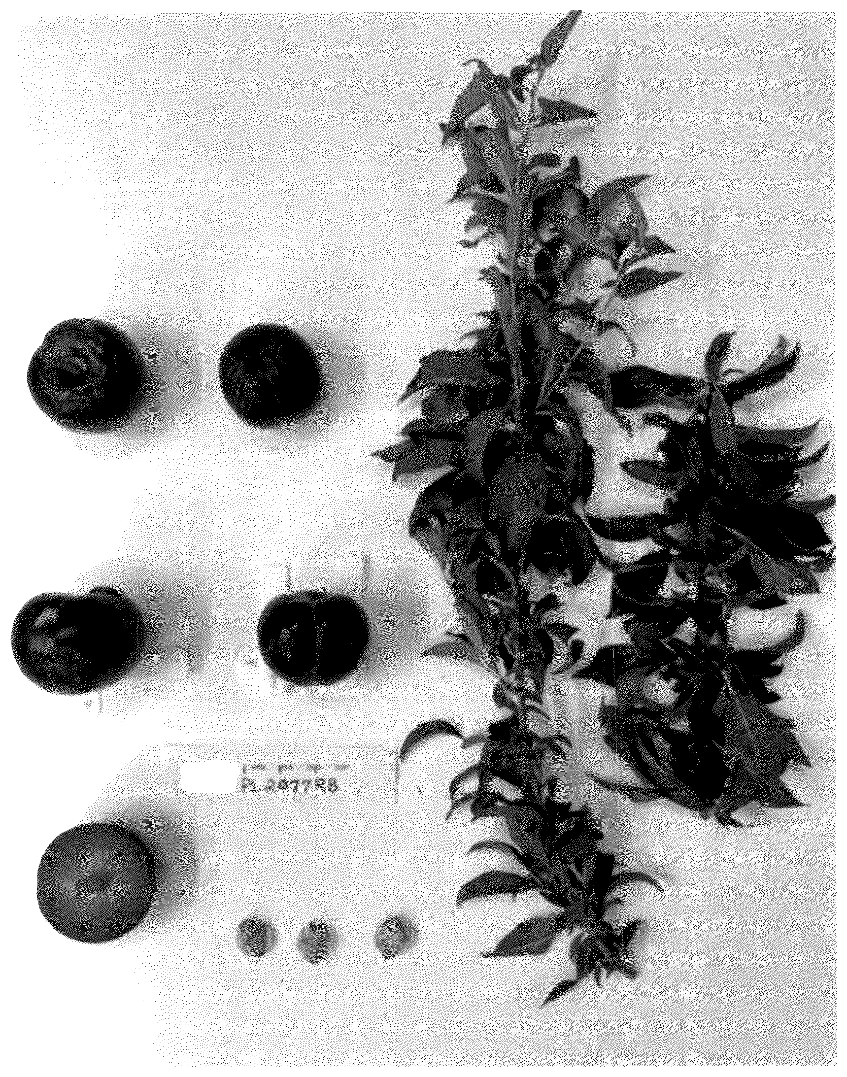 Patent USPP037090 Figure 1 – Plum tree named ‘SUPLUM65’