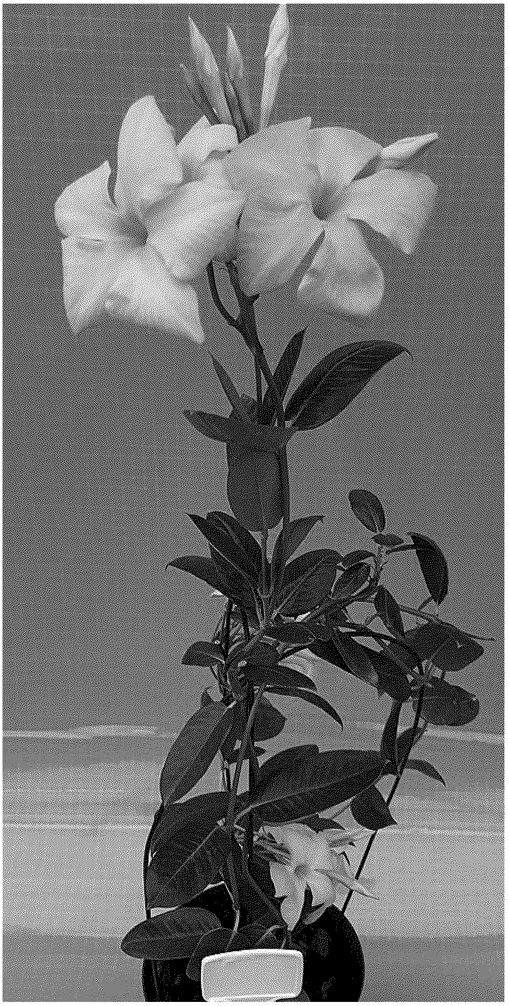 Patent USPP037091 Figure 1 – Mandevilla plant named ‘TVMD599’