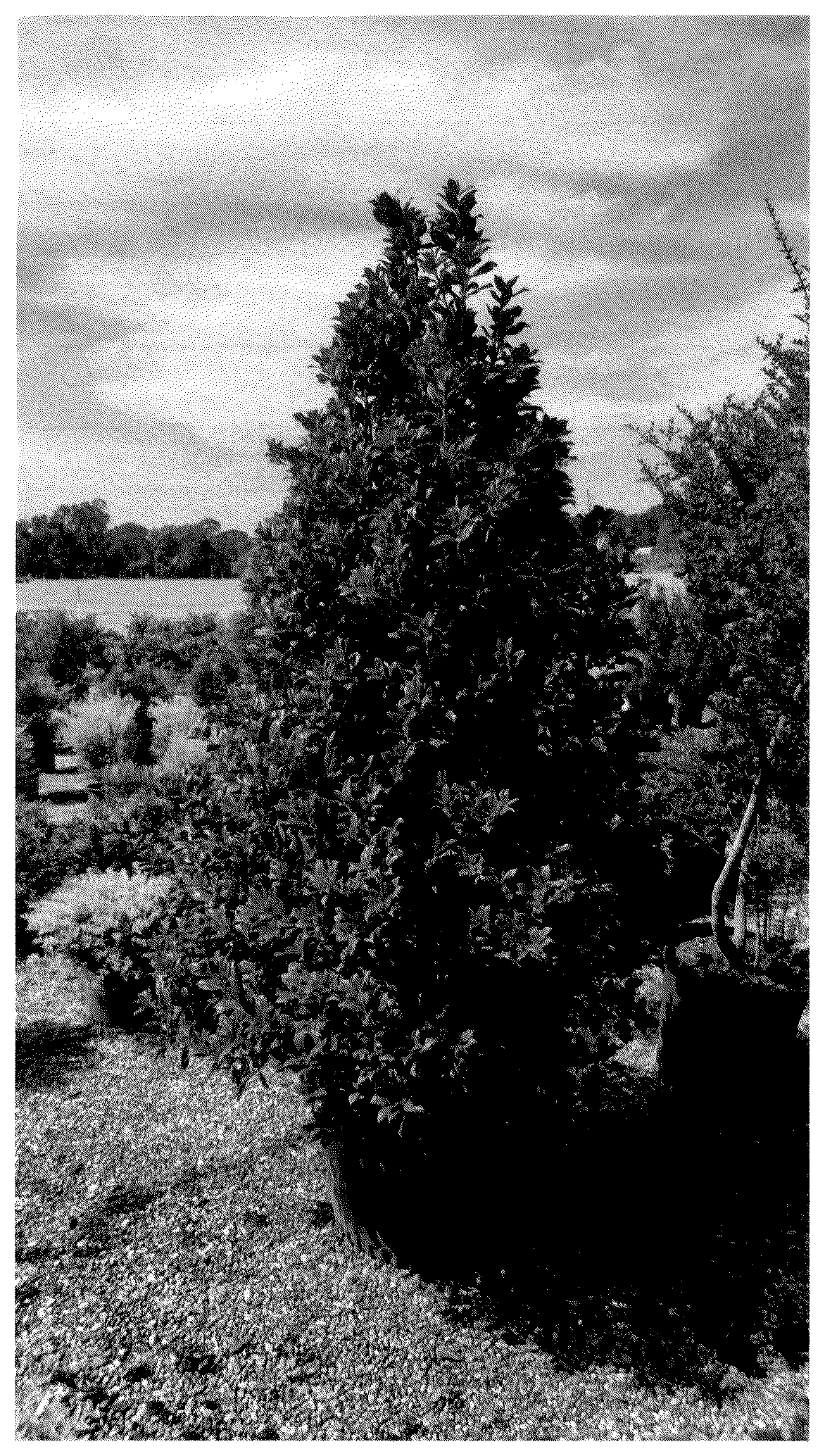 Patent USPP037092 Figure 1 – Ilex plant named ‘ROX’