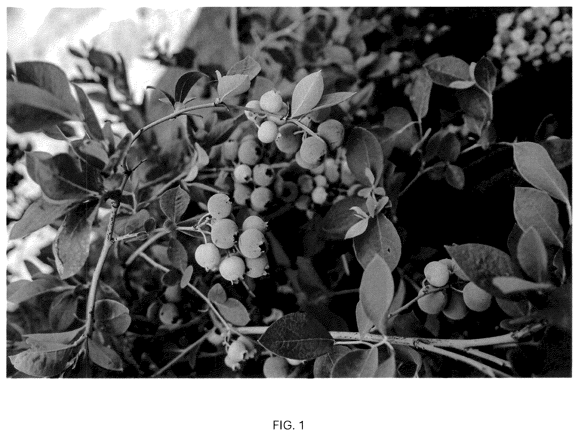 Patent USPP037093 Figure 1 – Blueberry plant named ‘CBG-23-01’