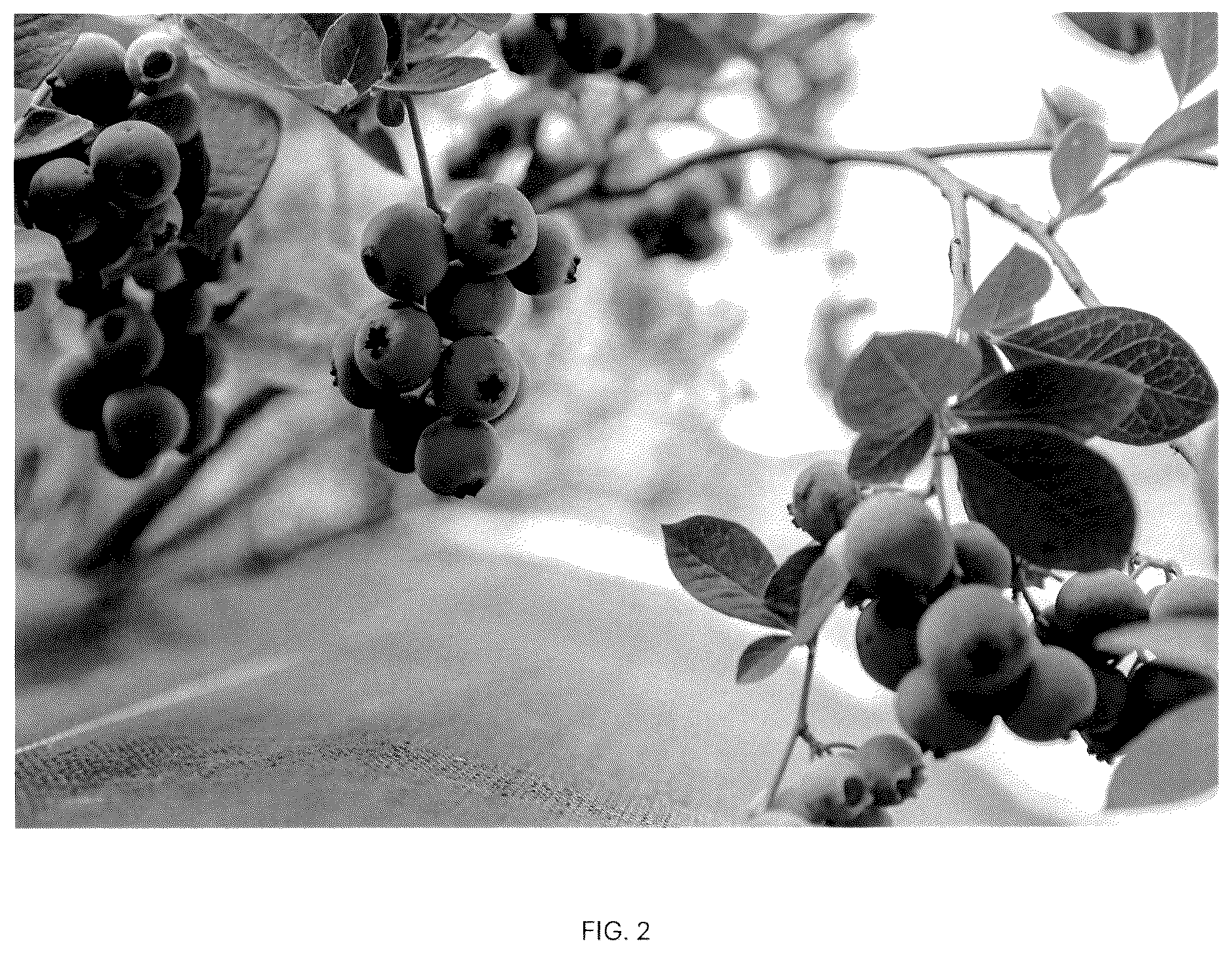Patent USPP037093 Figure 2 – Blueberry plant named ‘CBG-23-01’