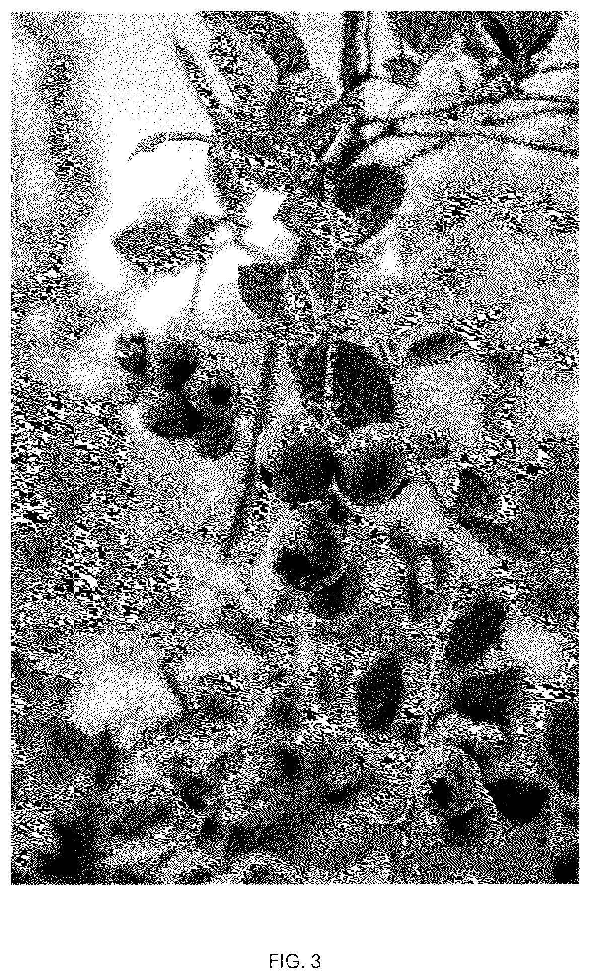 Patent USPP037093 Figure 3 – Blueberry plant named ‘CBG-23-01’