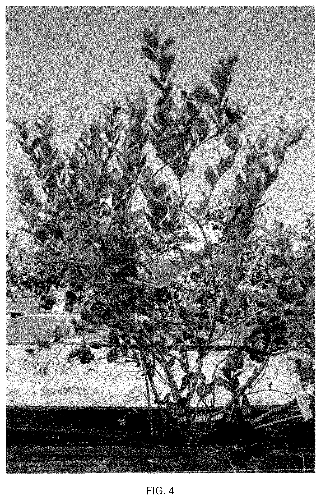Patent USPP037093 Figure 4 – Blueberry plant named ‘CBG-23-01’