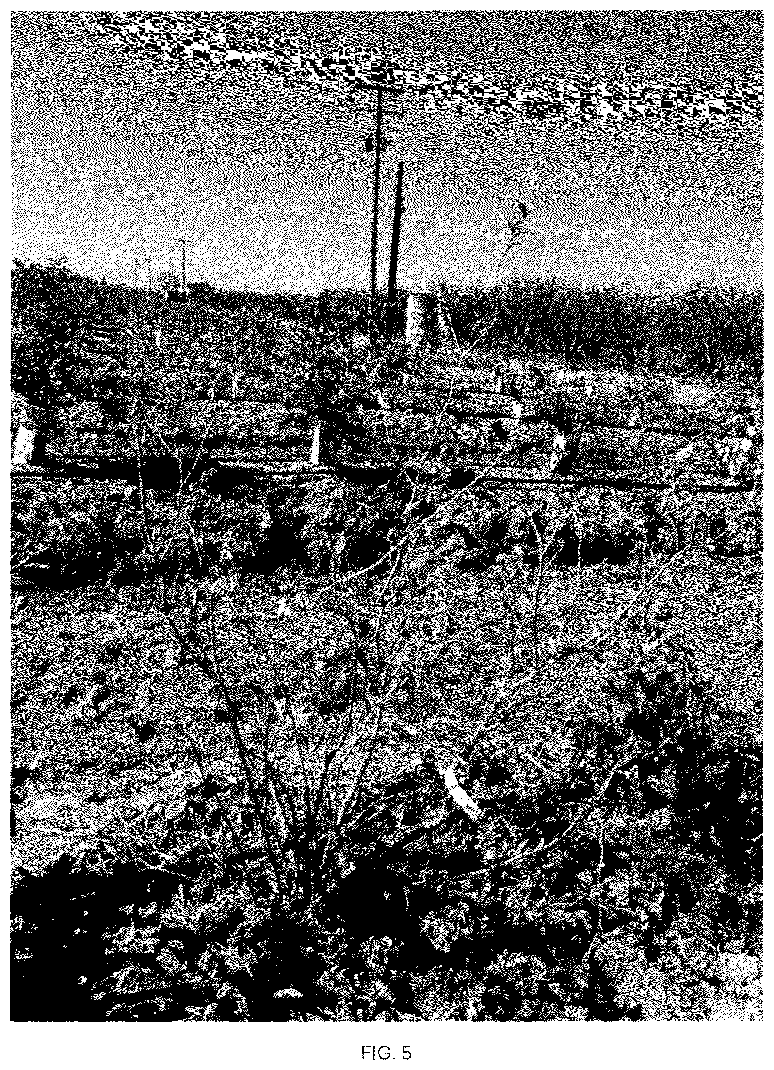 Patent USPP037093 Figure 5 – Blueberry plant named ‘CBG-23-01’