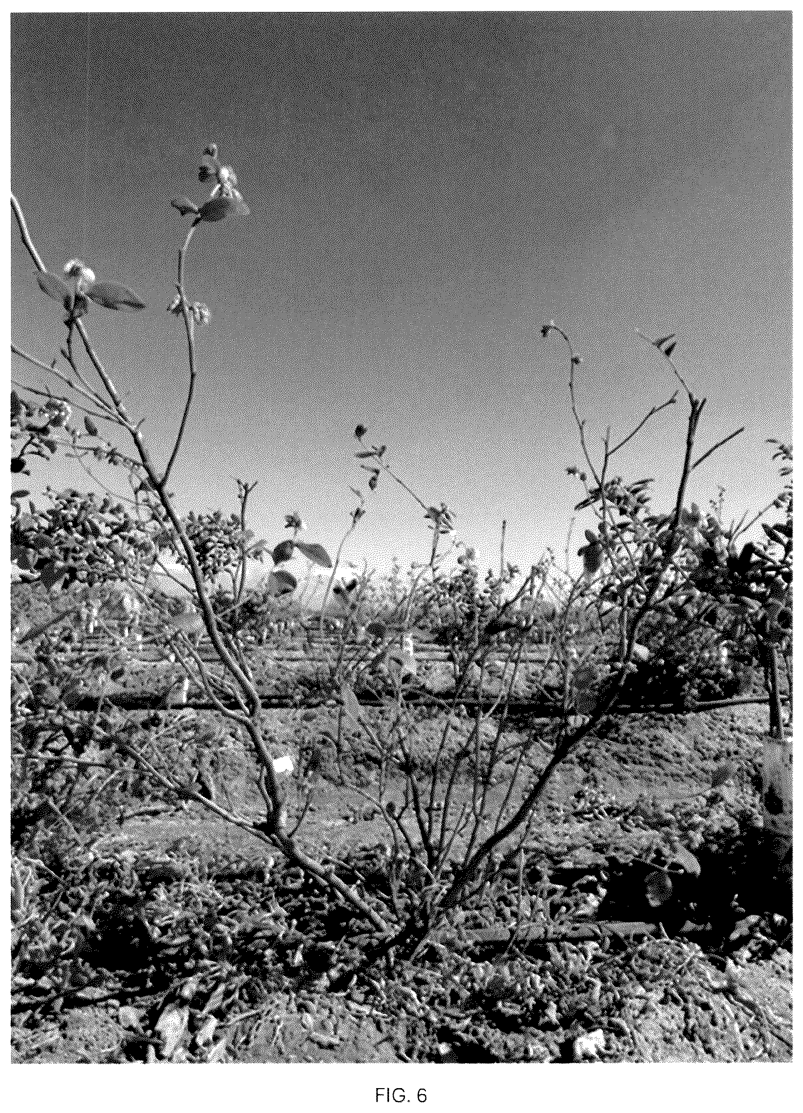 Patent USPP037093 Figure 6 – Blueberry plant named ‘CBG-23-01’