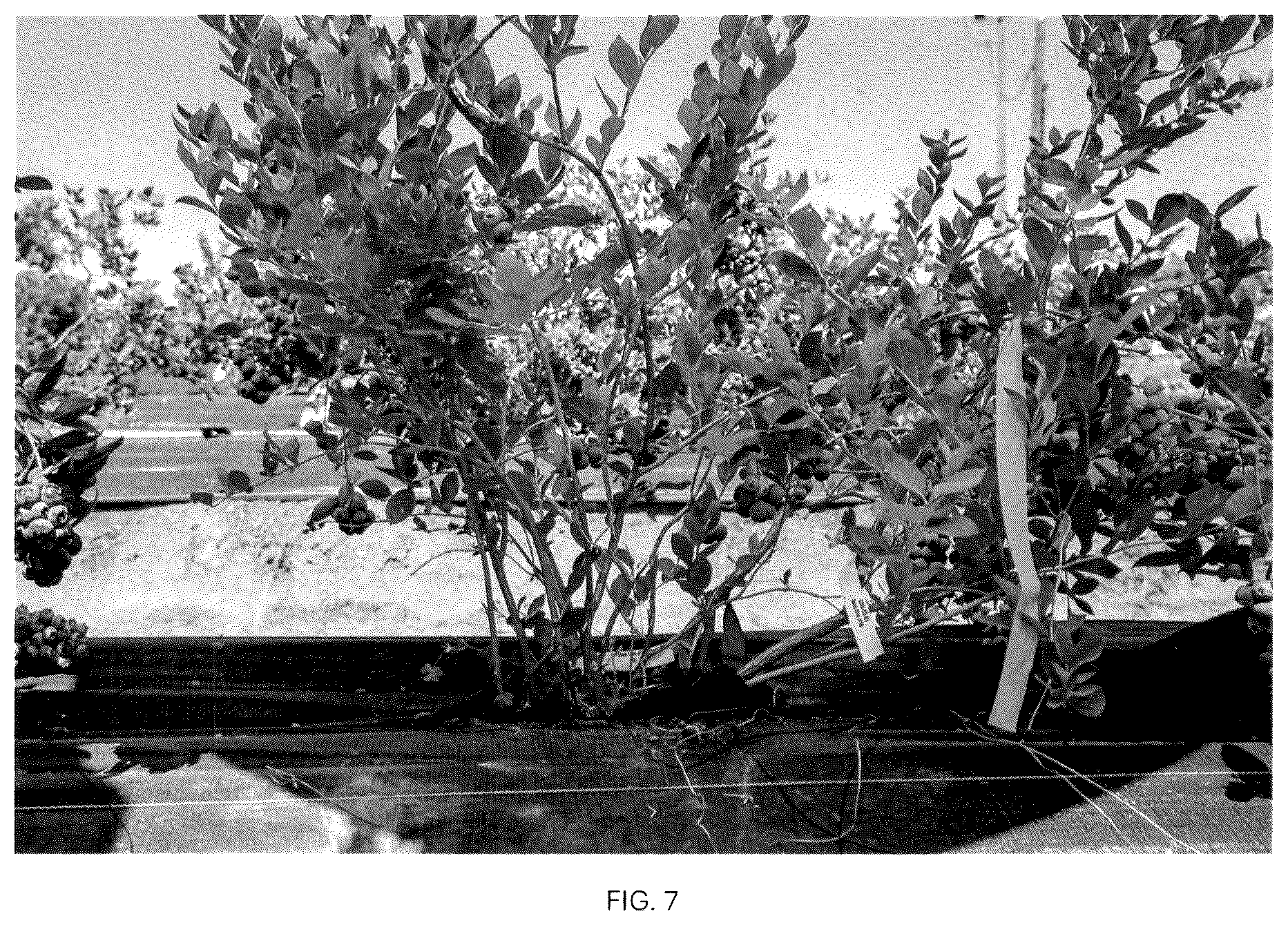 Patent USPP037093 Figure 7 – Blueberry plant named ‘CBG-23-01’