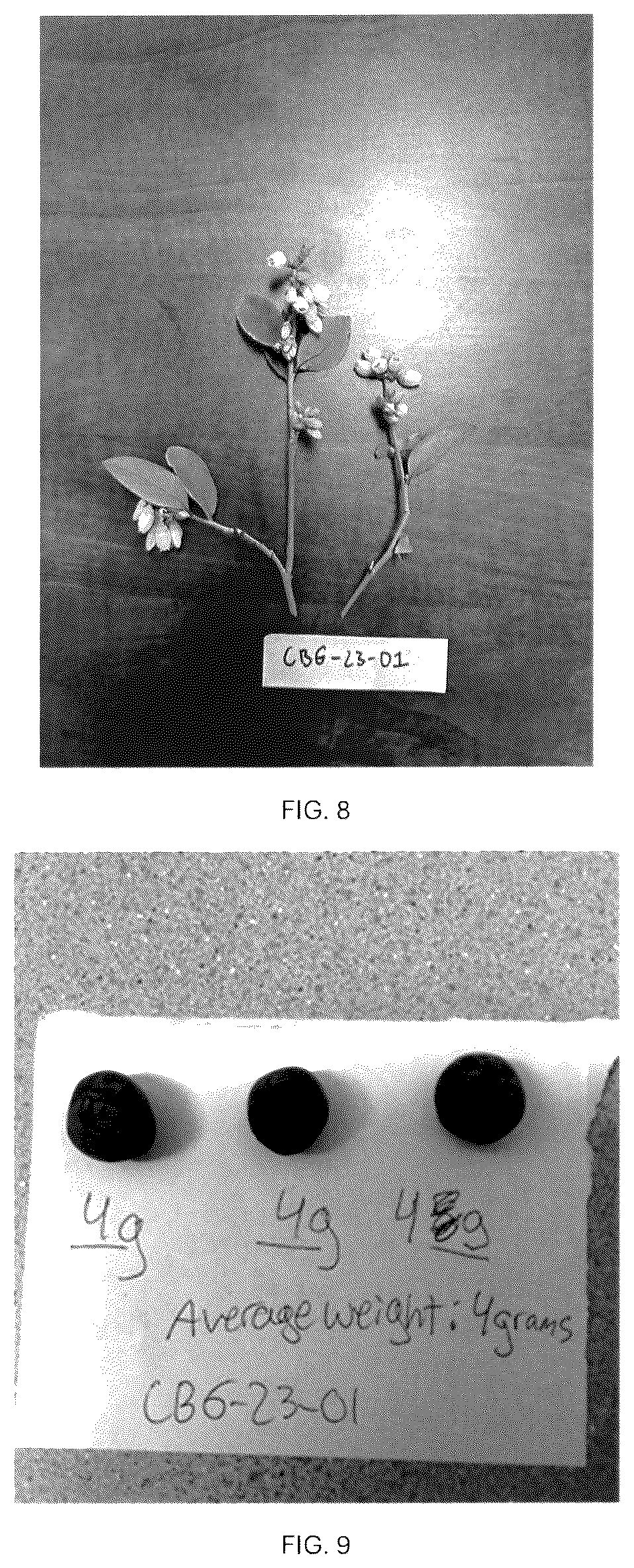 Patent USPP037093 Figure 8 – Blueberry plant named ‘CBG-23-01’