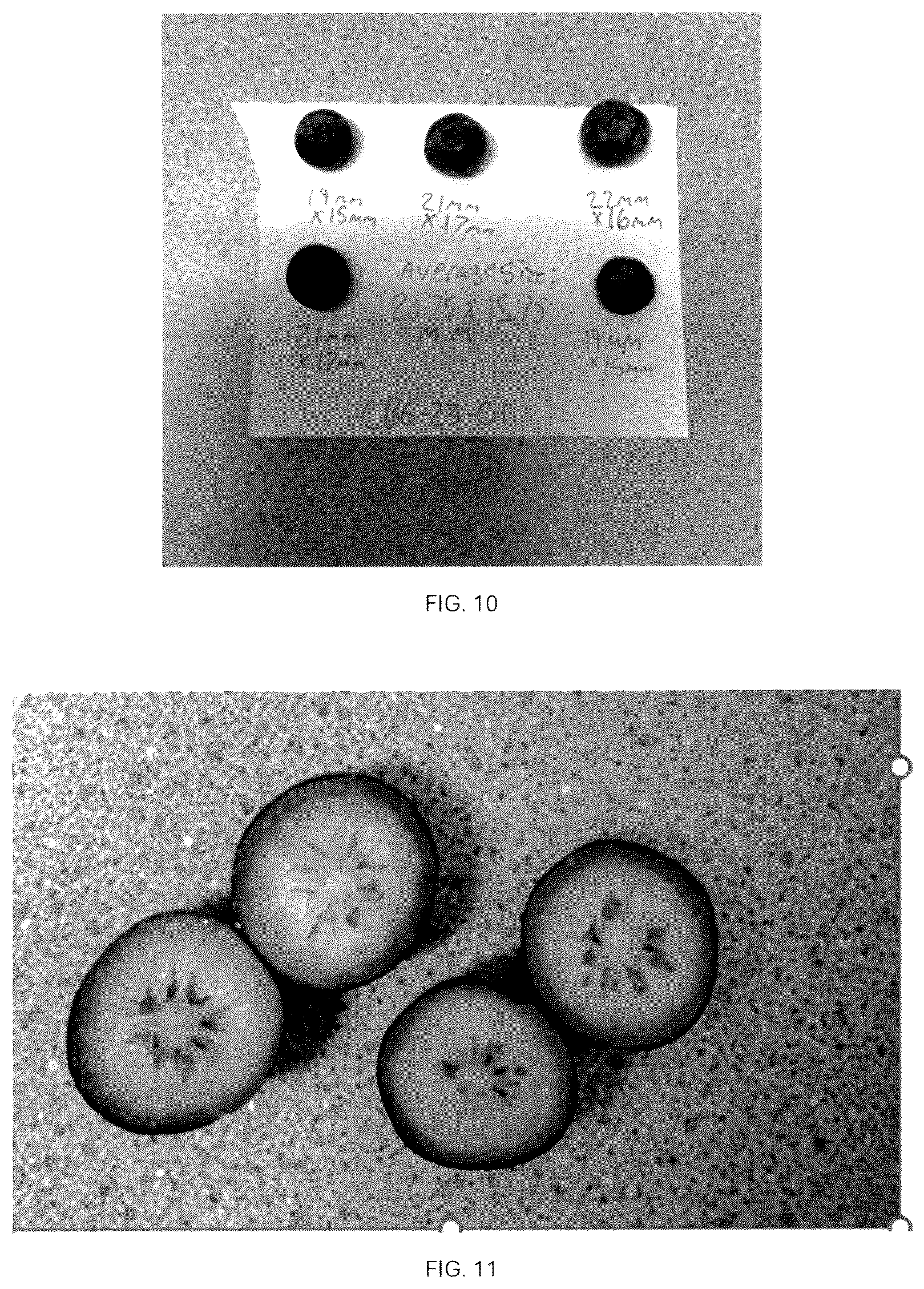 Patent USPP037093 Figure 9 – Blueberry plant named ‘CBG-23-01’