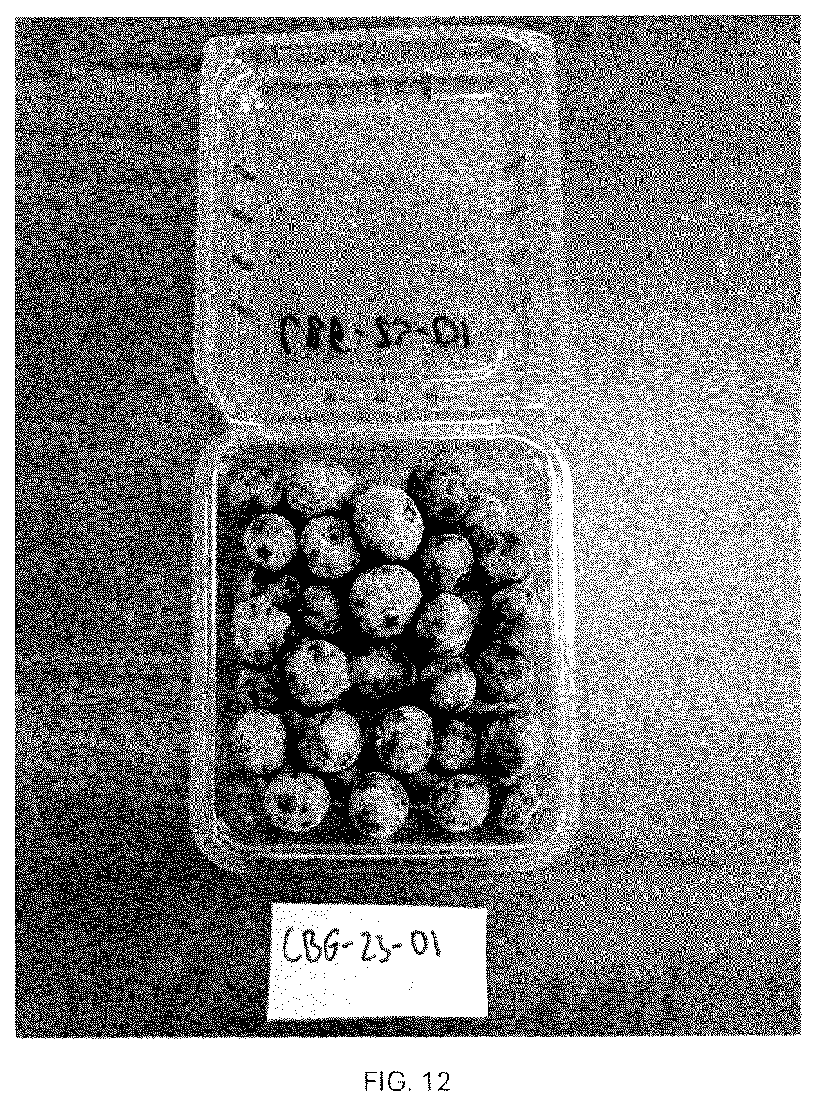 Patent USPP037093 Figure 10 – Blueberry plant named ‘CBG-23-01’