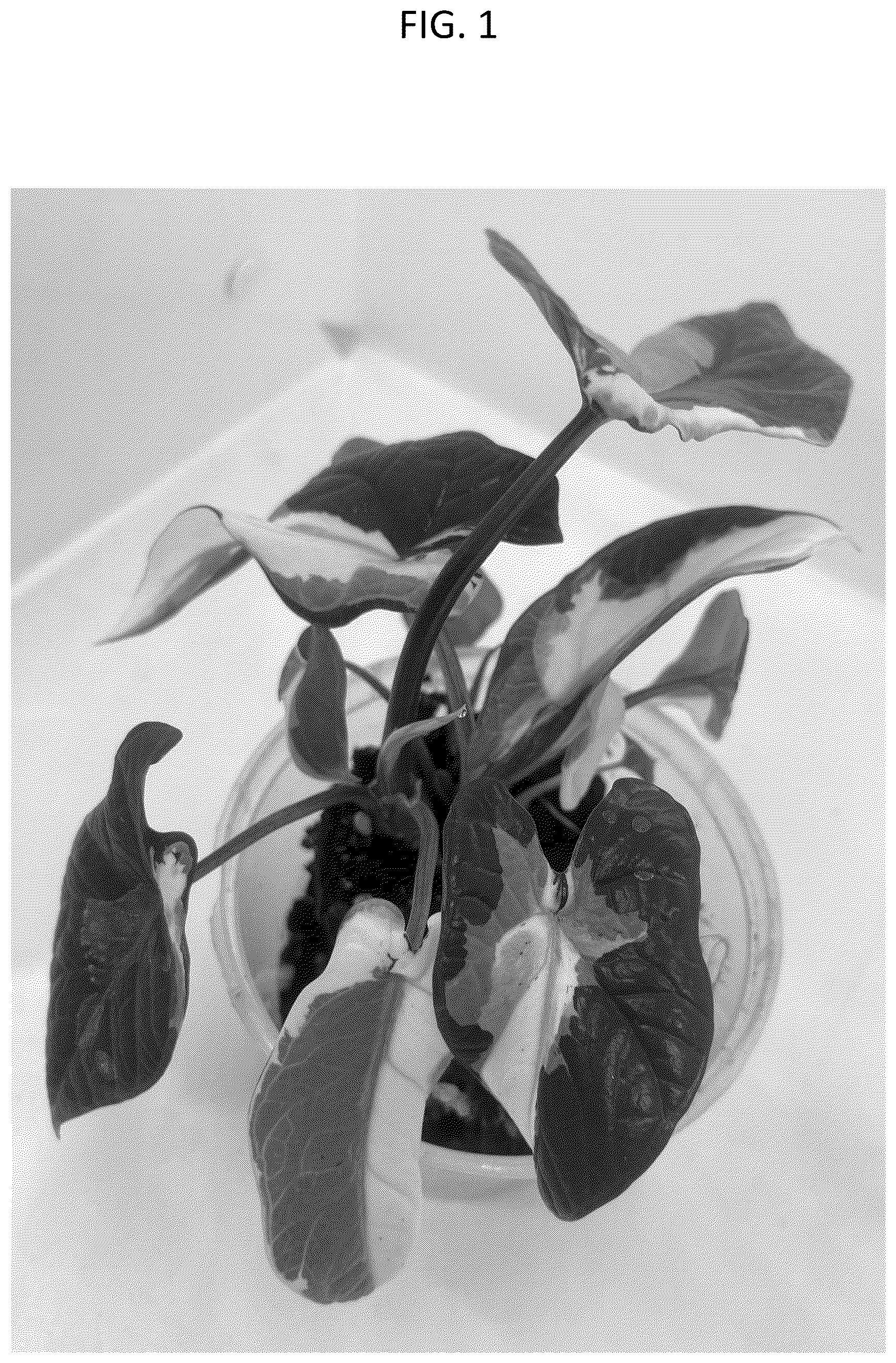 Patent USPP037094 Figure 1 – Alocasia plant named ‘HUTAAL29’
