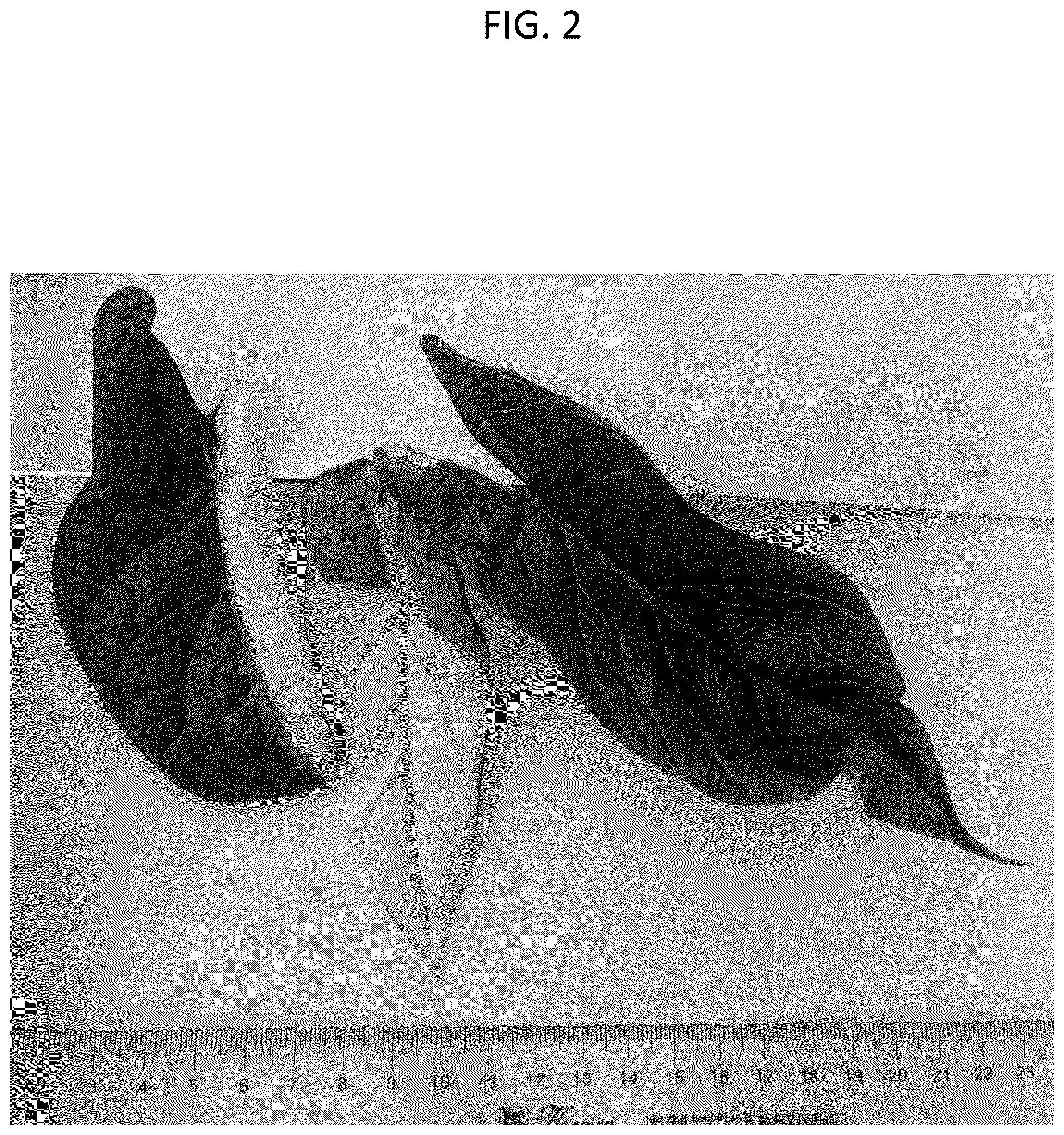 Patent USPP037094 Figure 2 – Alocasia plant named ‘HUTAAL29’