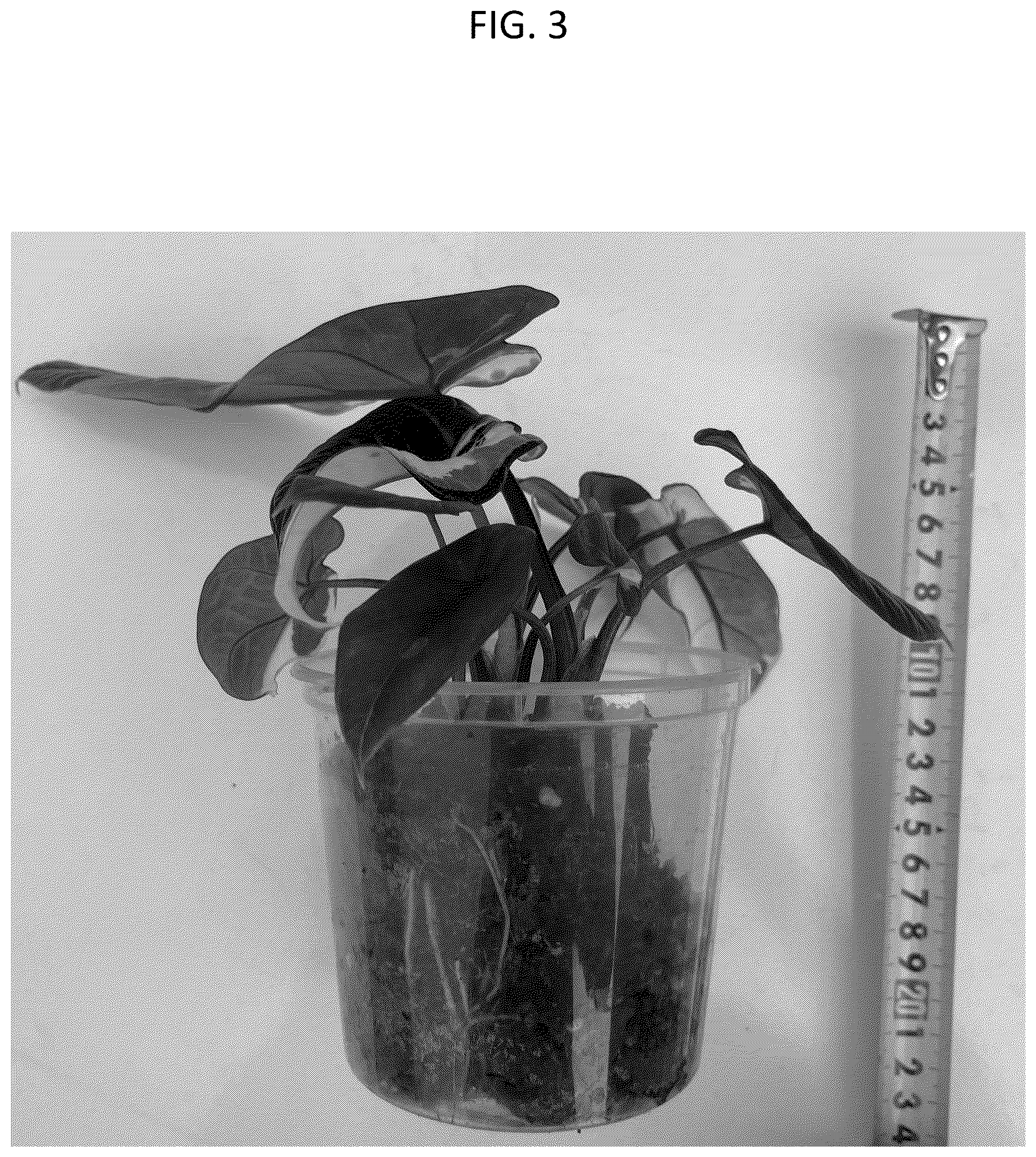 Patent USPP037094 Figure 3 – Alocasia plant named ‘HUTAAL29’