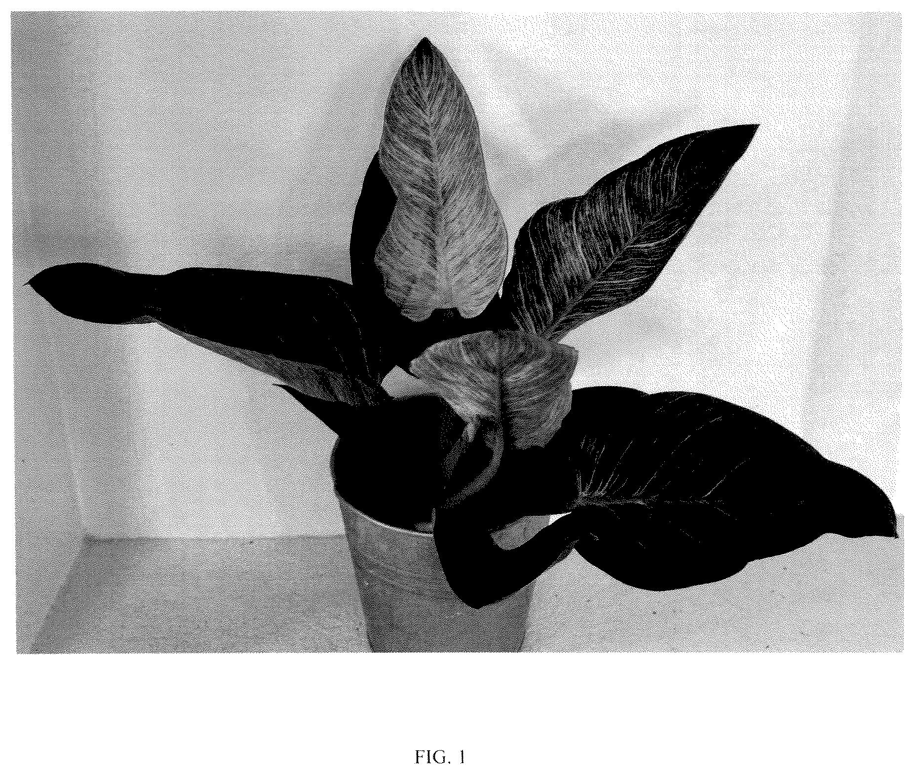 Patent USPP037095 Figure 1 – Philodendron plant named ‘RCM2’