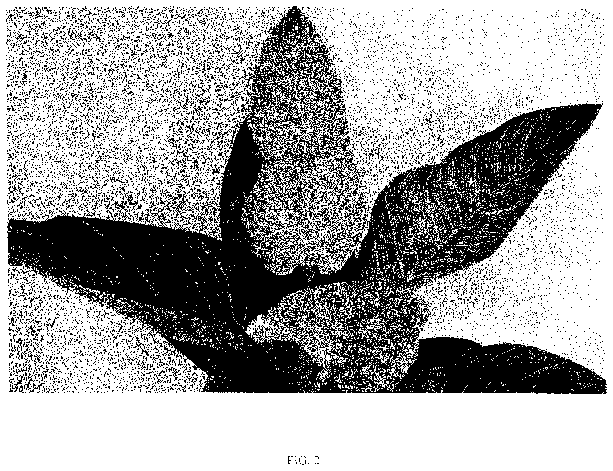 Patent USPP037095 Figure 2 – Philodendron plant named ‘RCM2’