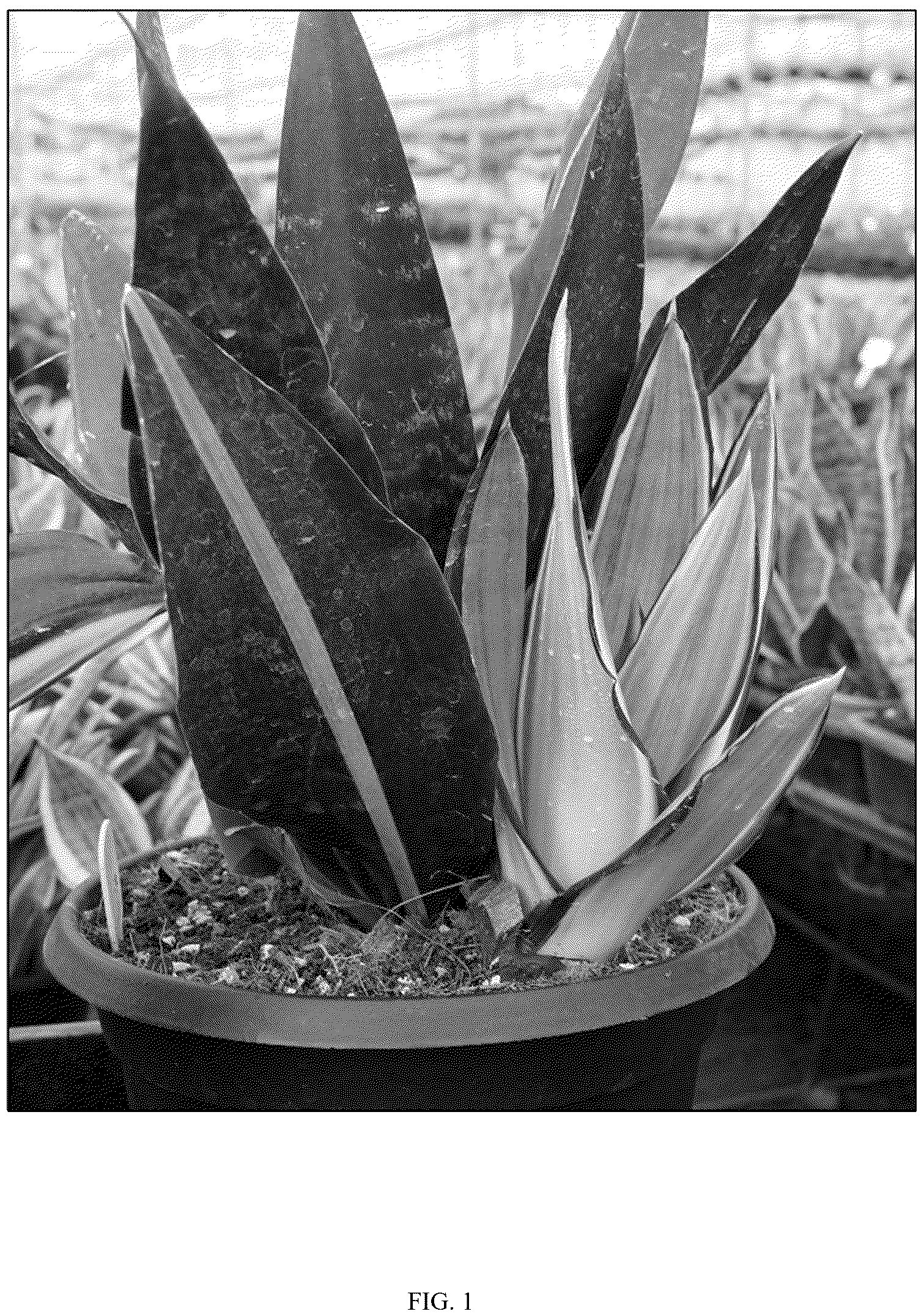 Patent USPP037096 Figure 1 – Sansevieria plant named ‘HANSOTI59’