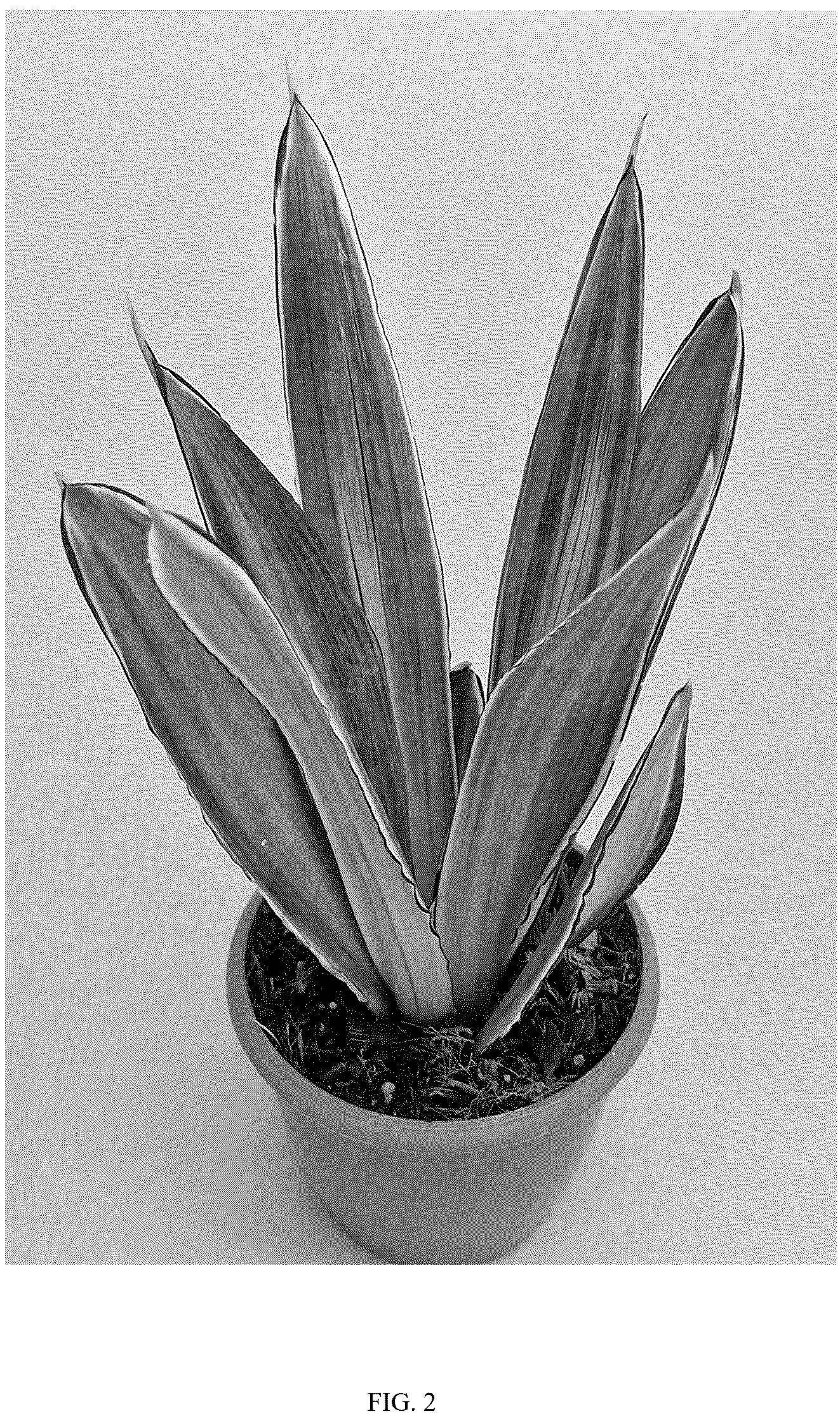 Patent USPP037096 Figure 2 – Sansevieria plant named ‘HANSOTI59’
