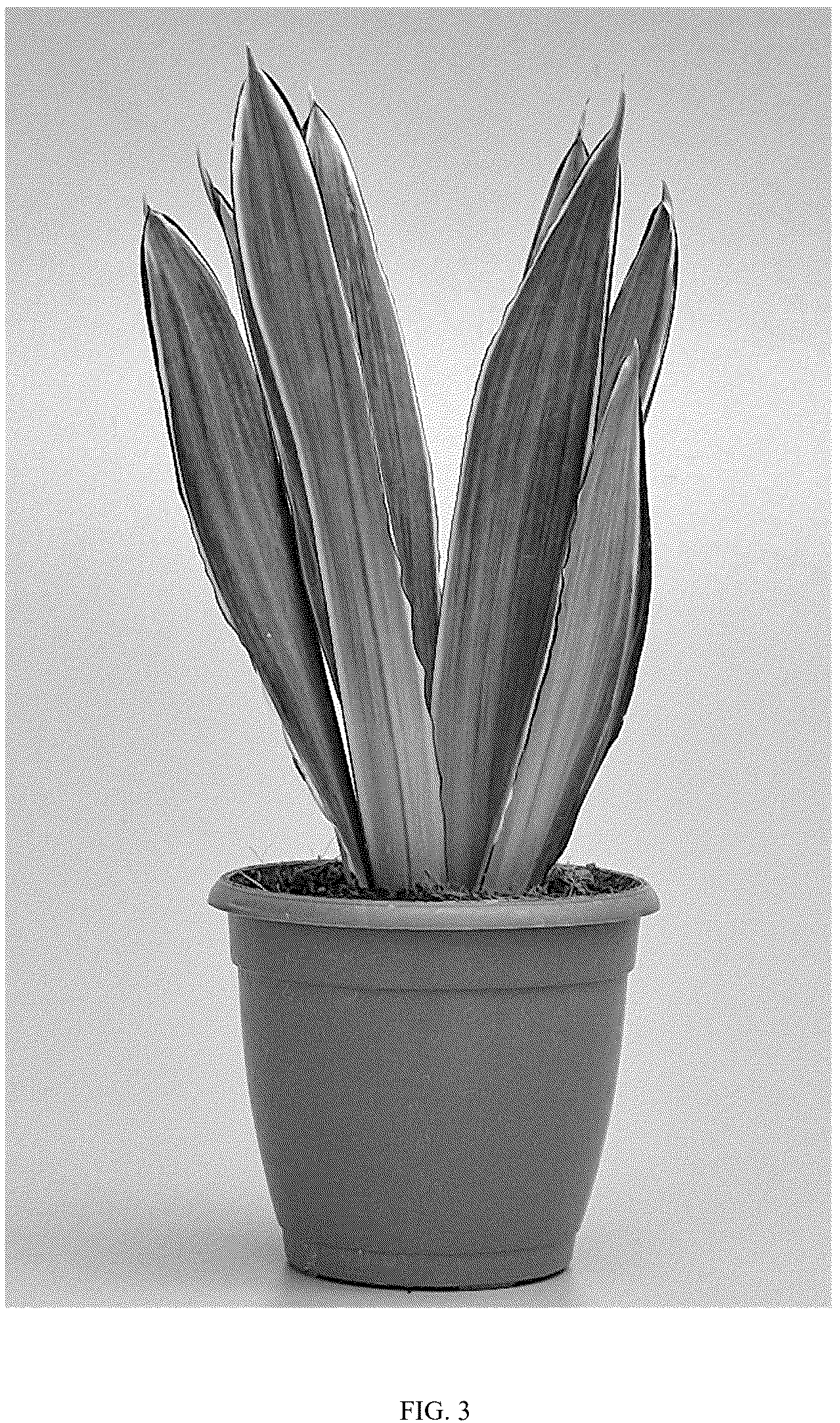 Patent USPP037096 Figure 3 – Sansevieria plant named ‘HANSOTI59’