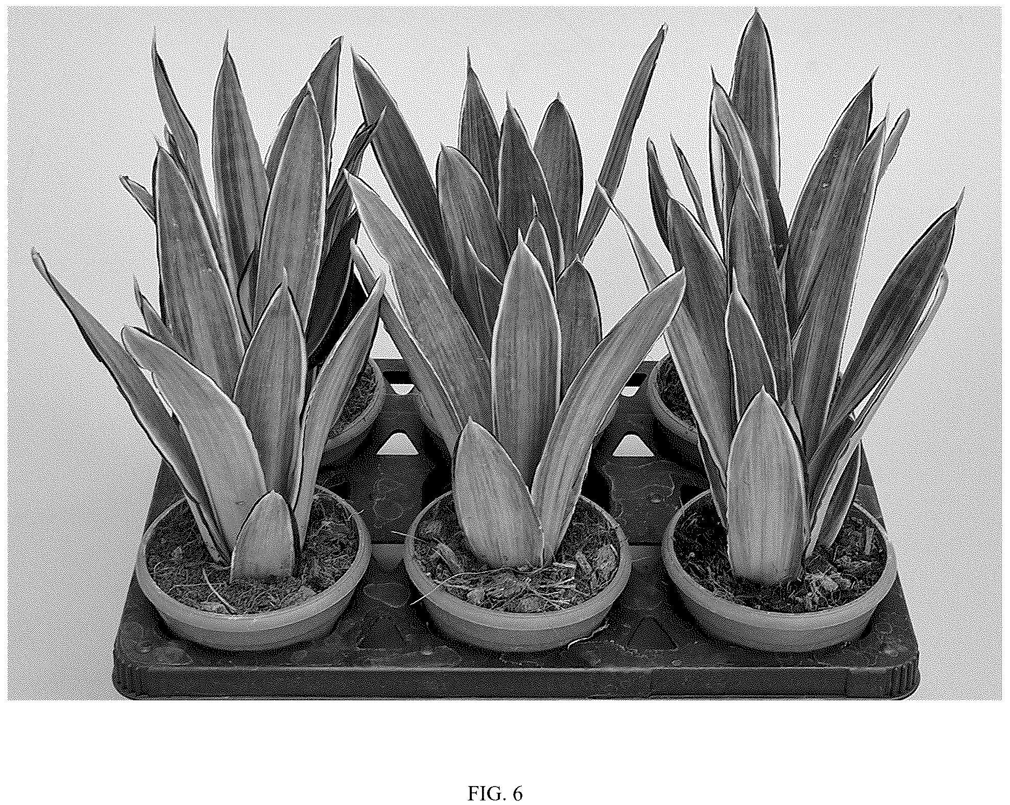 Patent USPP037096 Figure 6 – Sansevieria plant named ‘HANSOTI59’